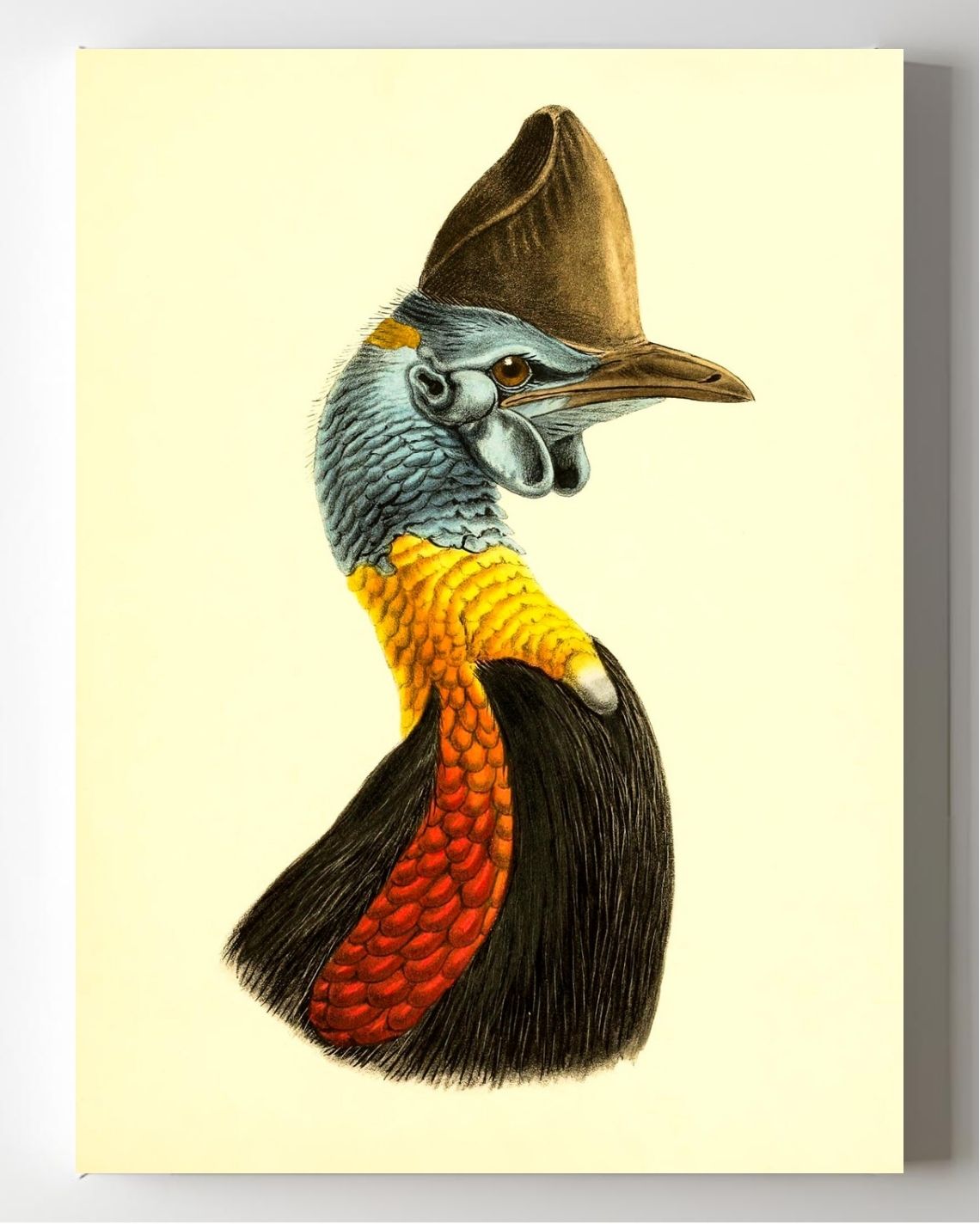 Casuarius Uniappendiculatus Occipitalis
