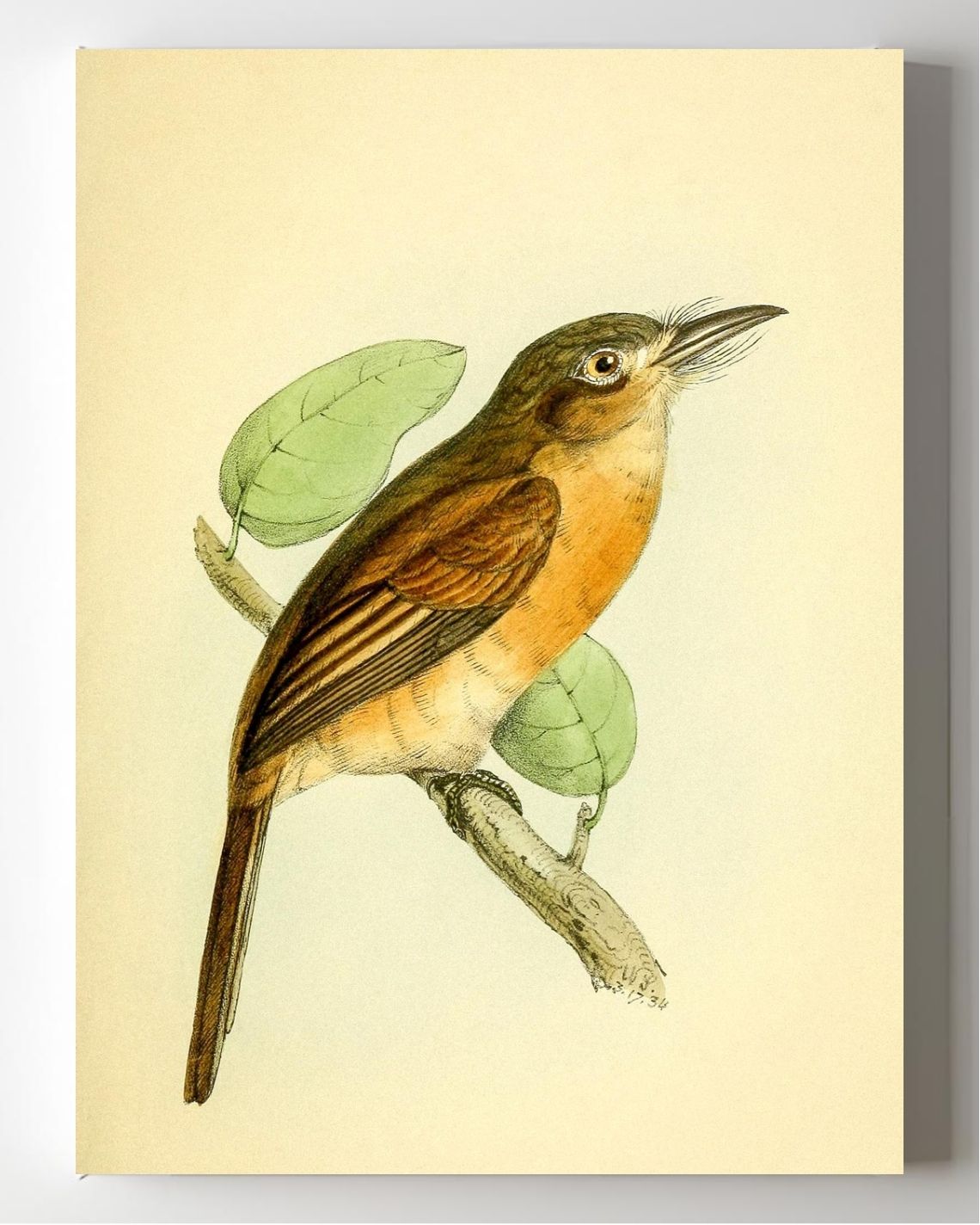 Red-breasted Puff Bird
