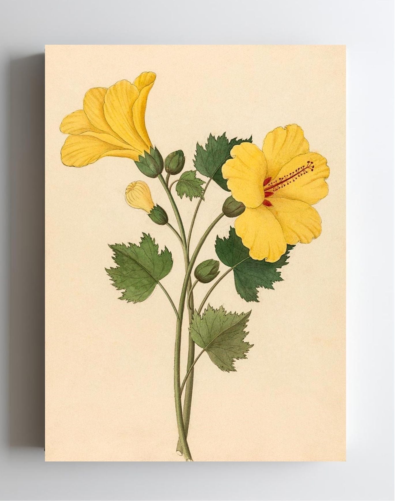 Hibiscus (Hibiscus Calyphyllus)