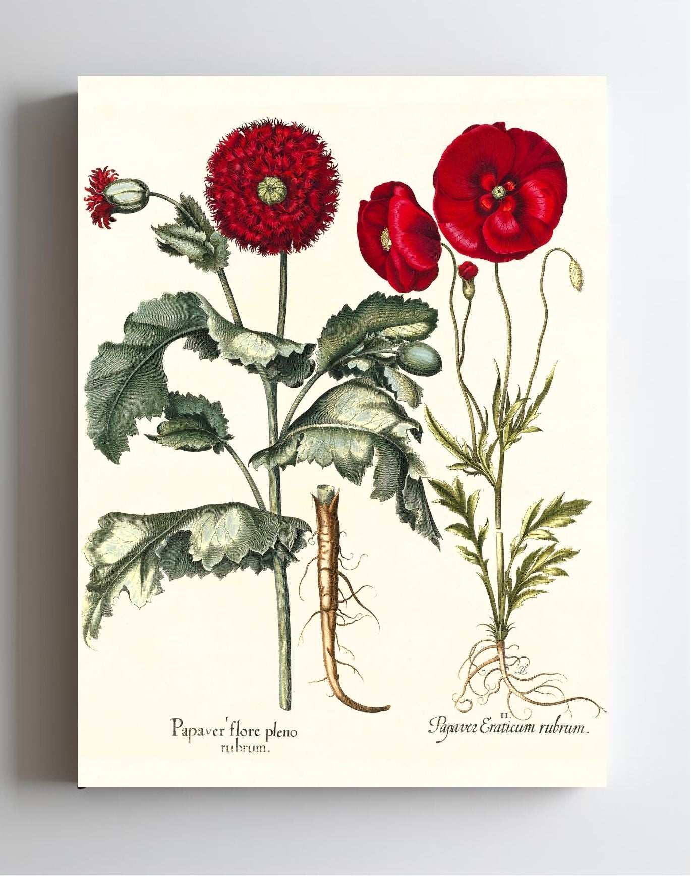Double-flowered red garden poppy, Corn poppy