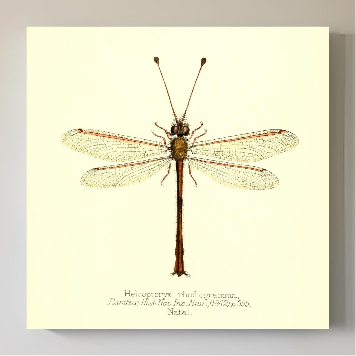 Helcopteryx Rhodiogramma