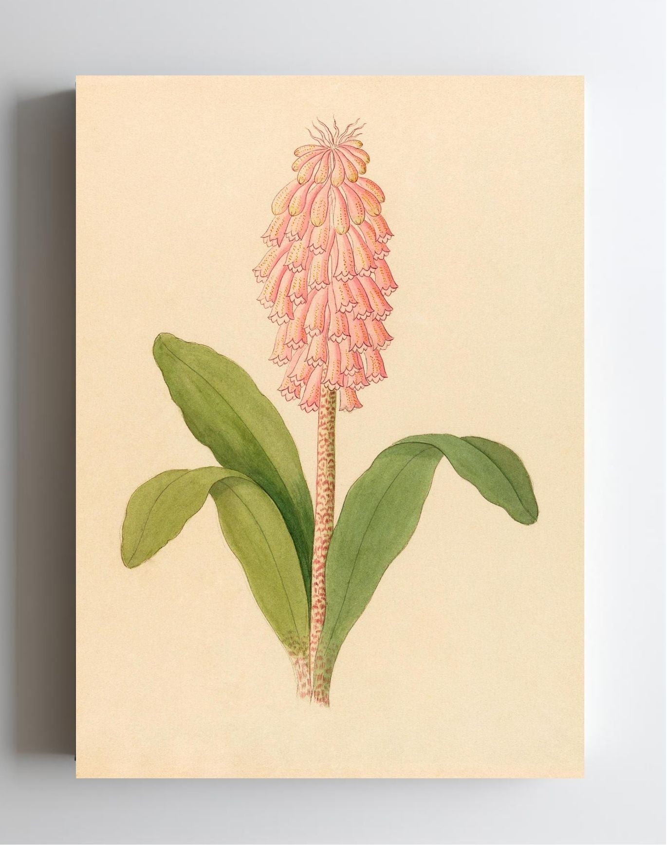 Veltheimia Viridifolia (Veltheimia Bracteata)