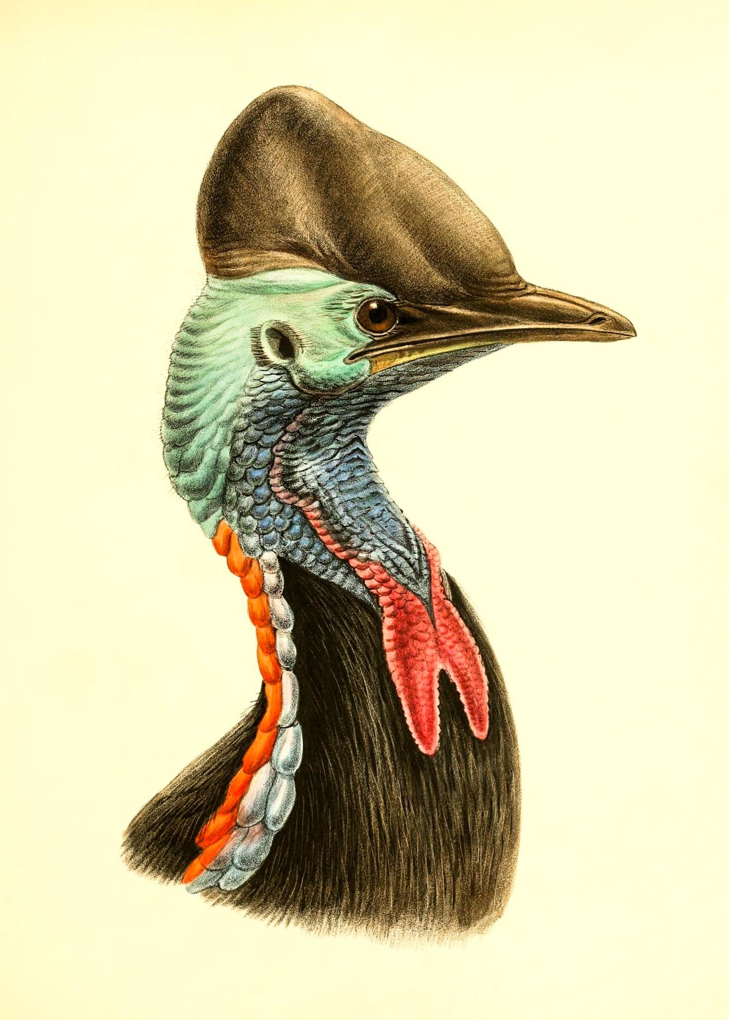 Casuarius Casuarius Beccarii