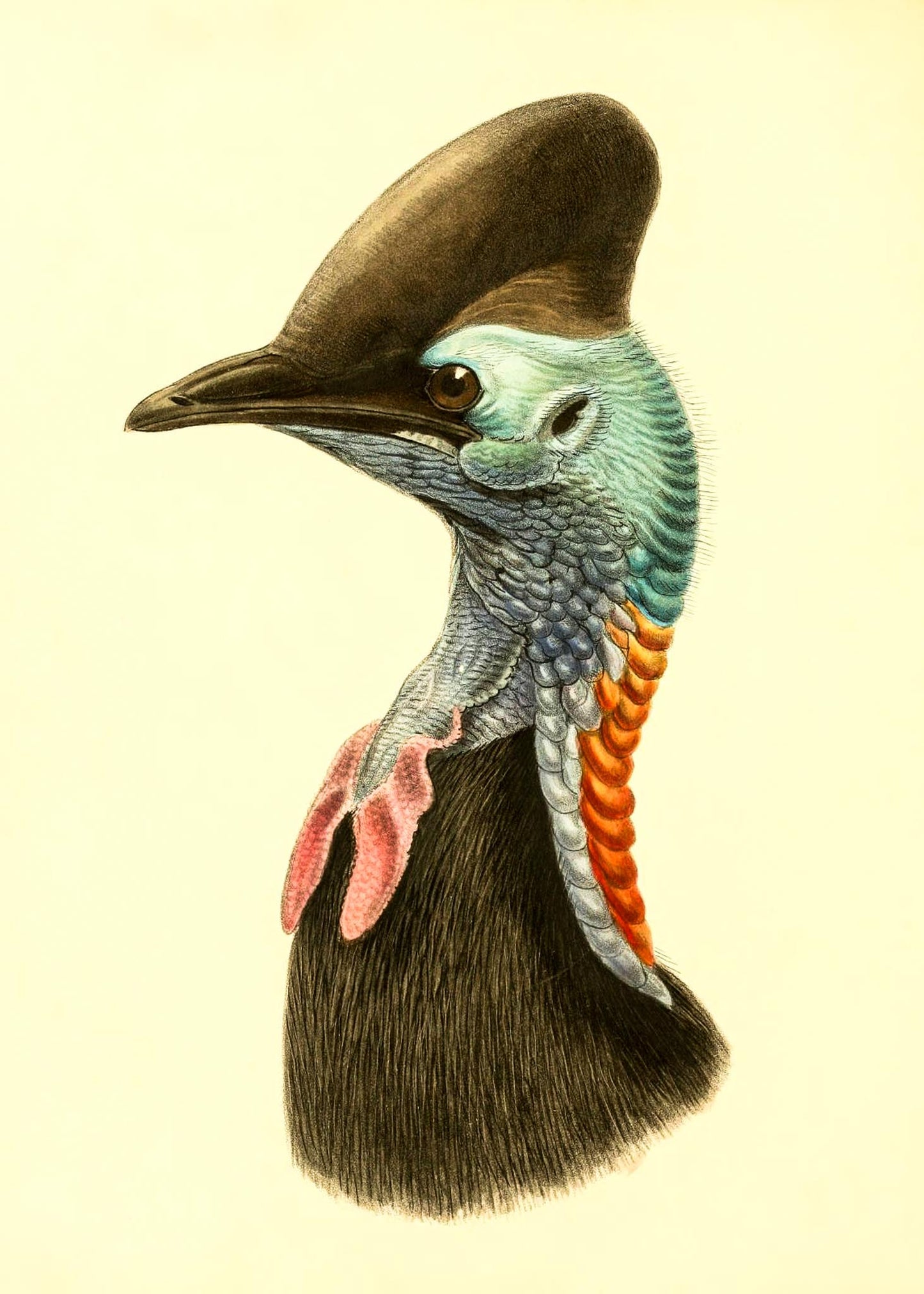 Casuarius Casuarius