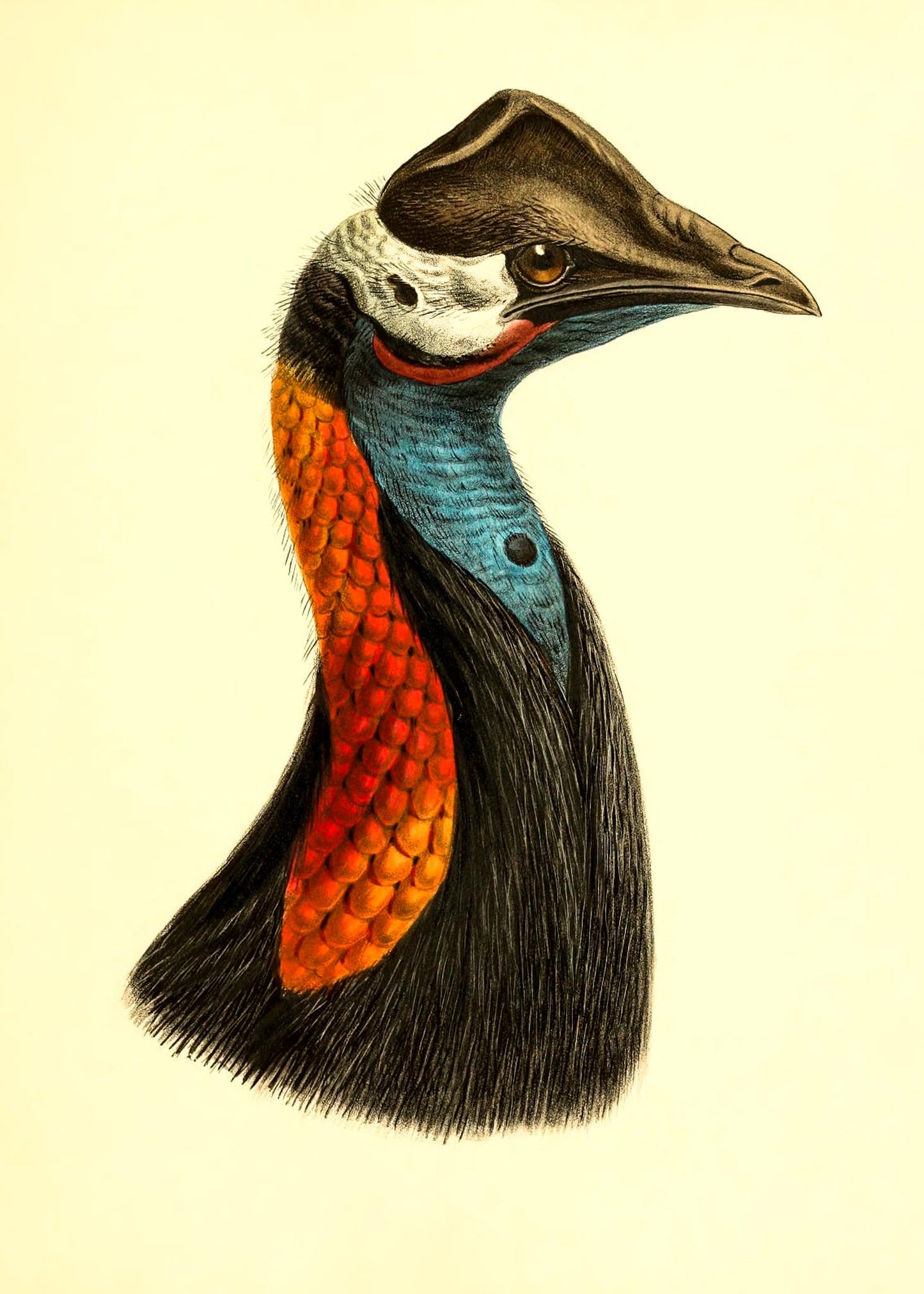 Casuarius Papuanus Edwardsi