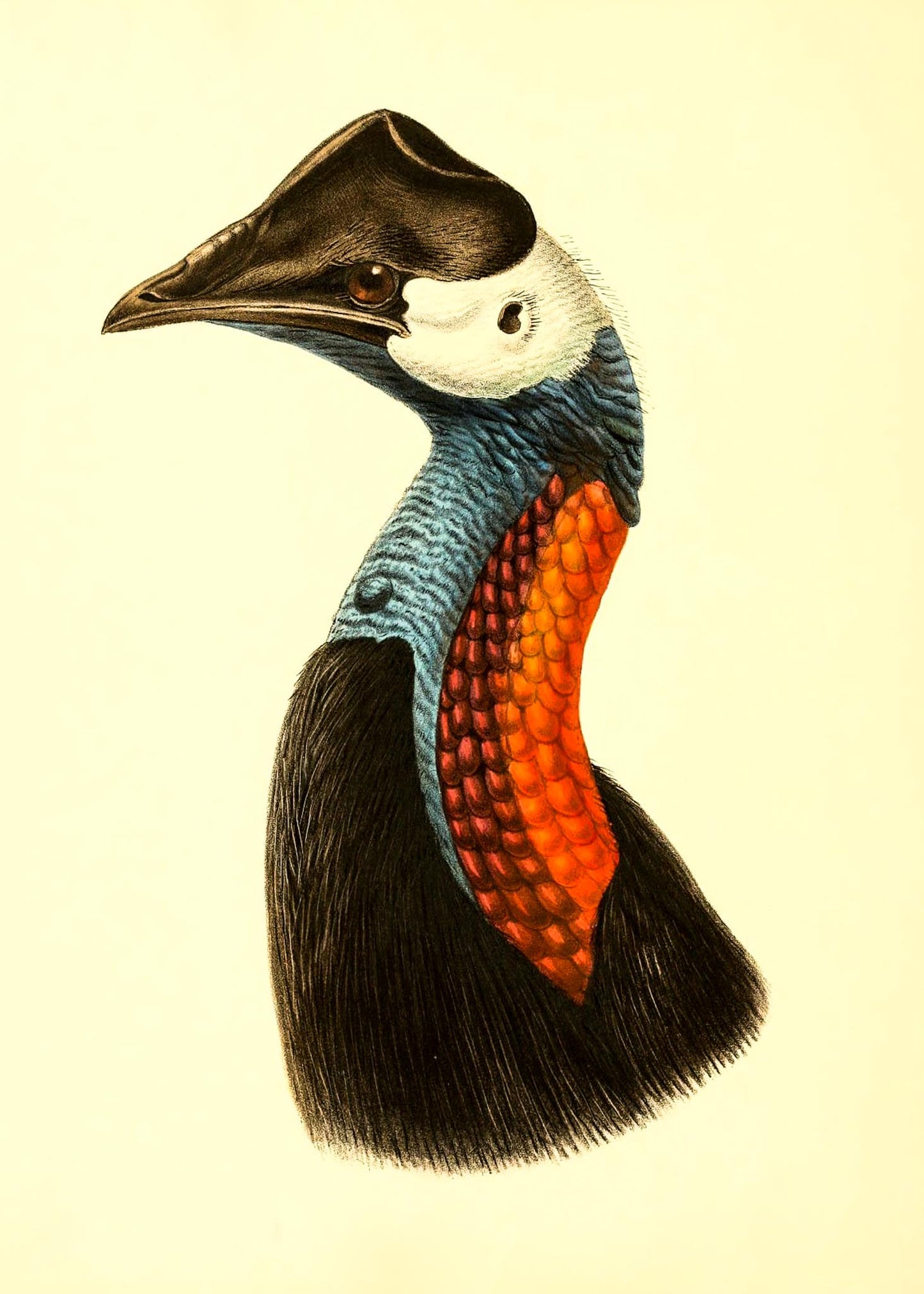Casuarius Papuanus