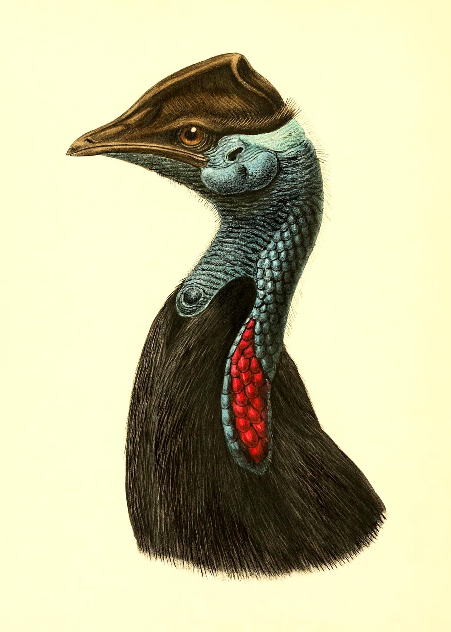 Casuarius Picticollis Hecki
