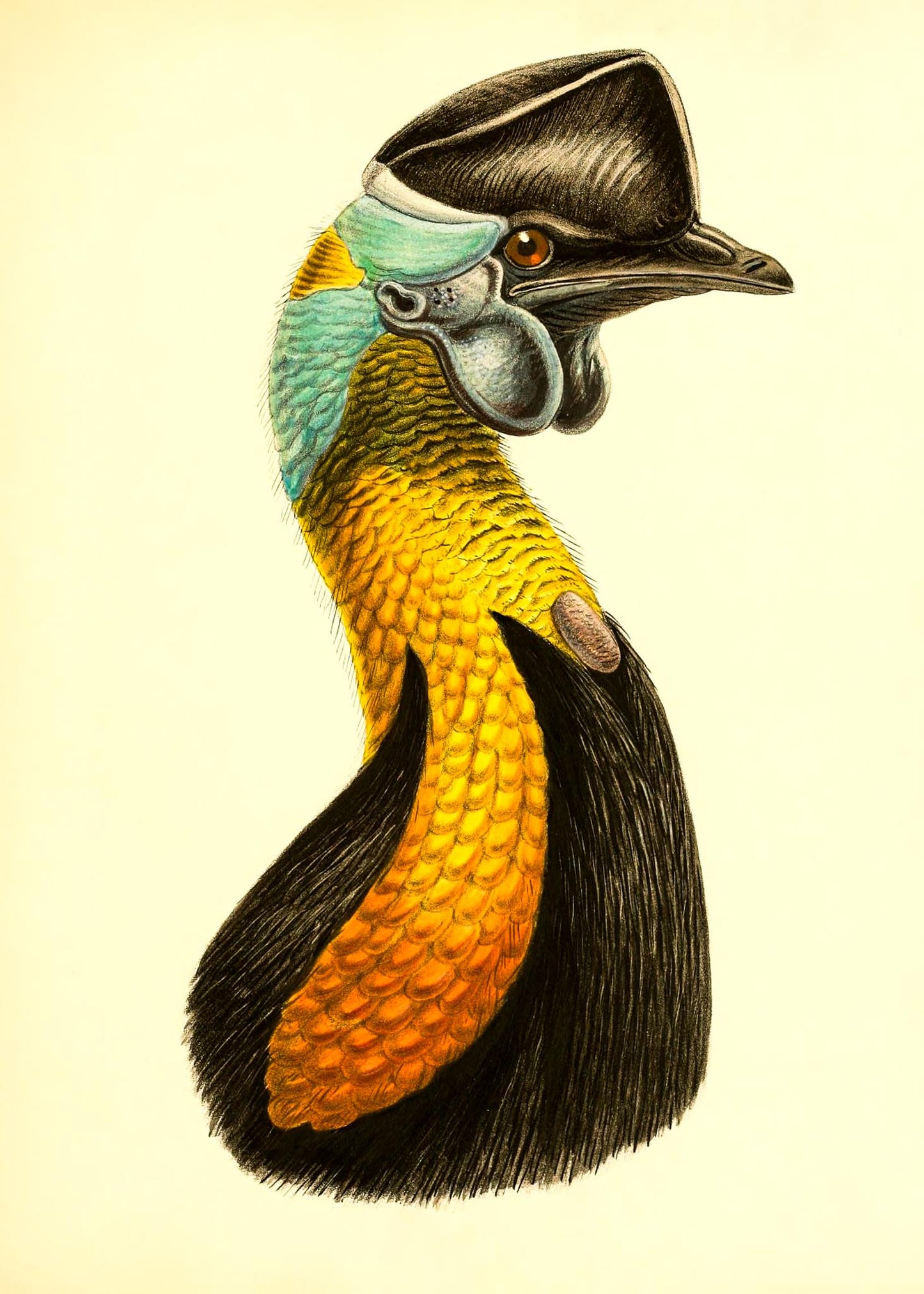 Casuarius Uniappendiculatus
