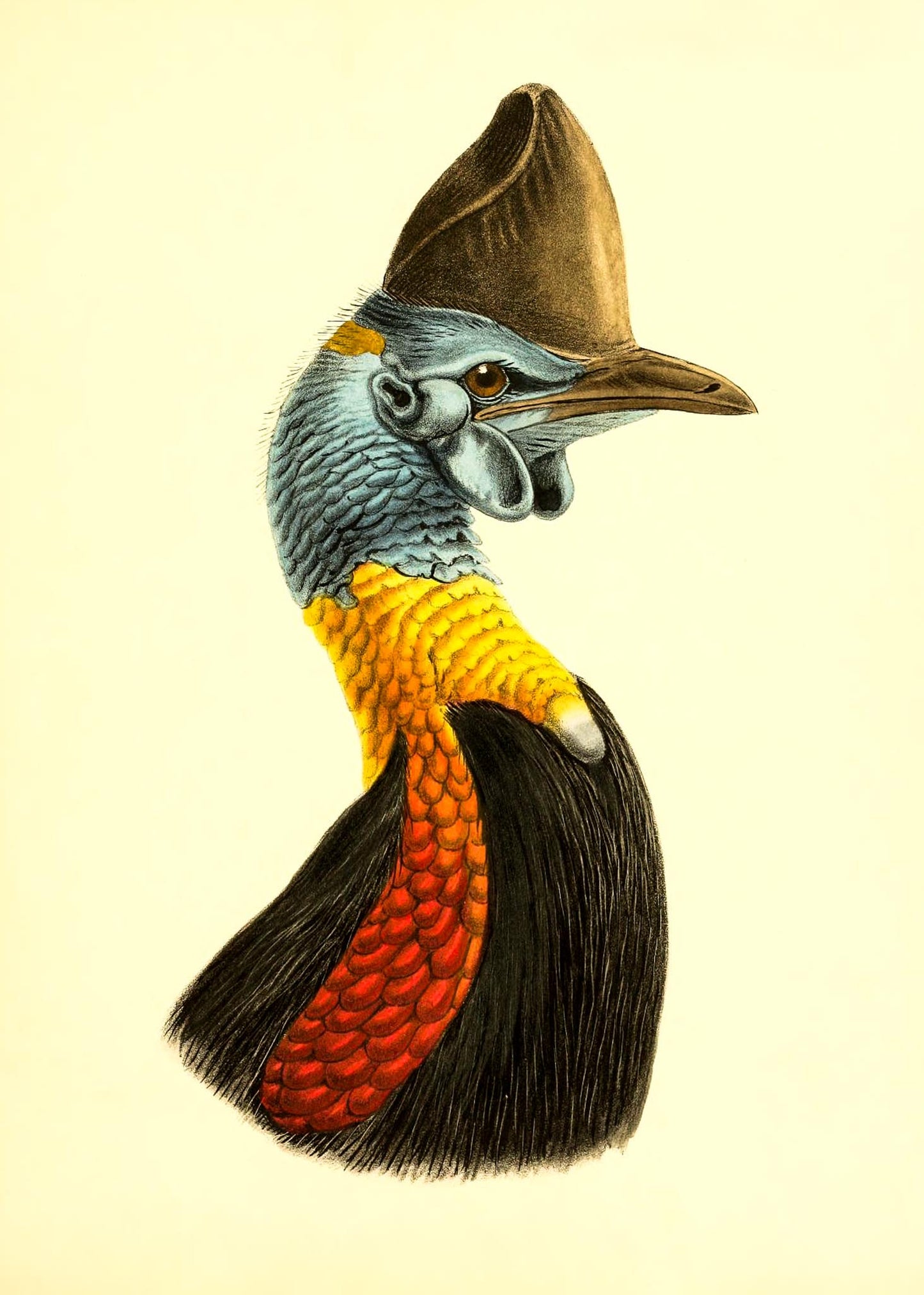 Casuarius Uniappendiculatus Occipitalis