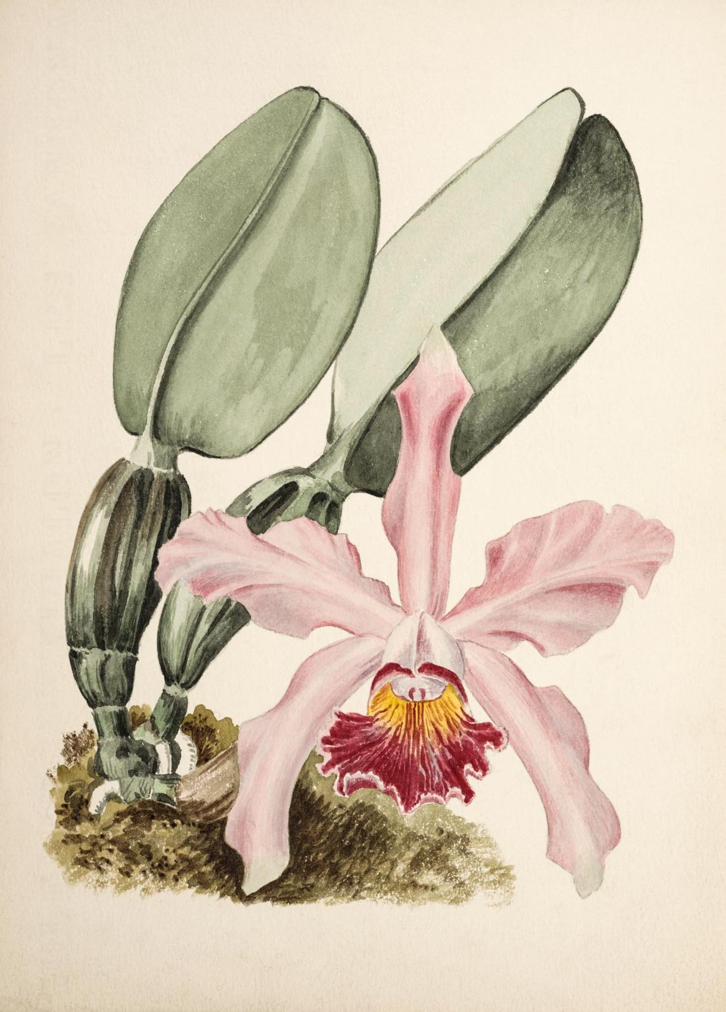 Cattaleya whitei