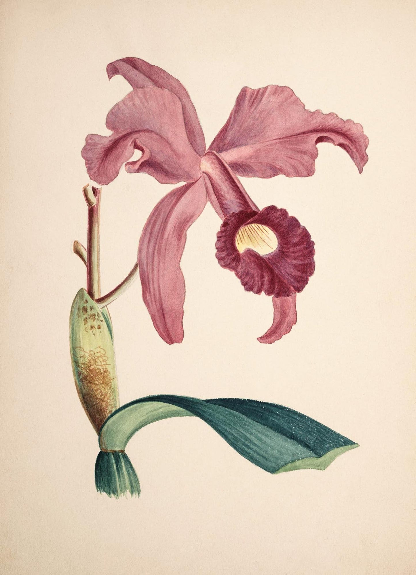 Cattleya Lawrenceana
