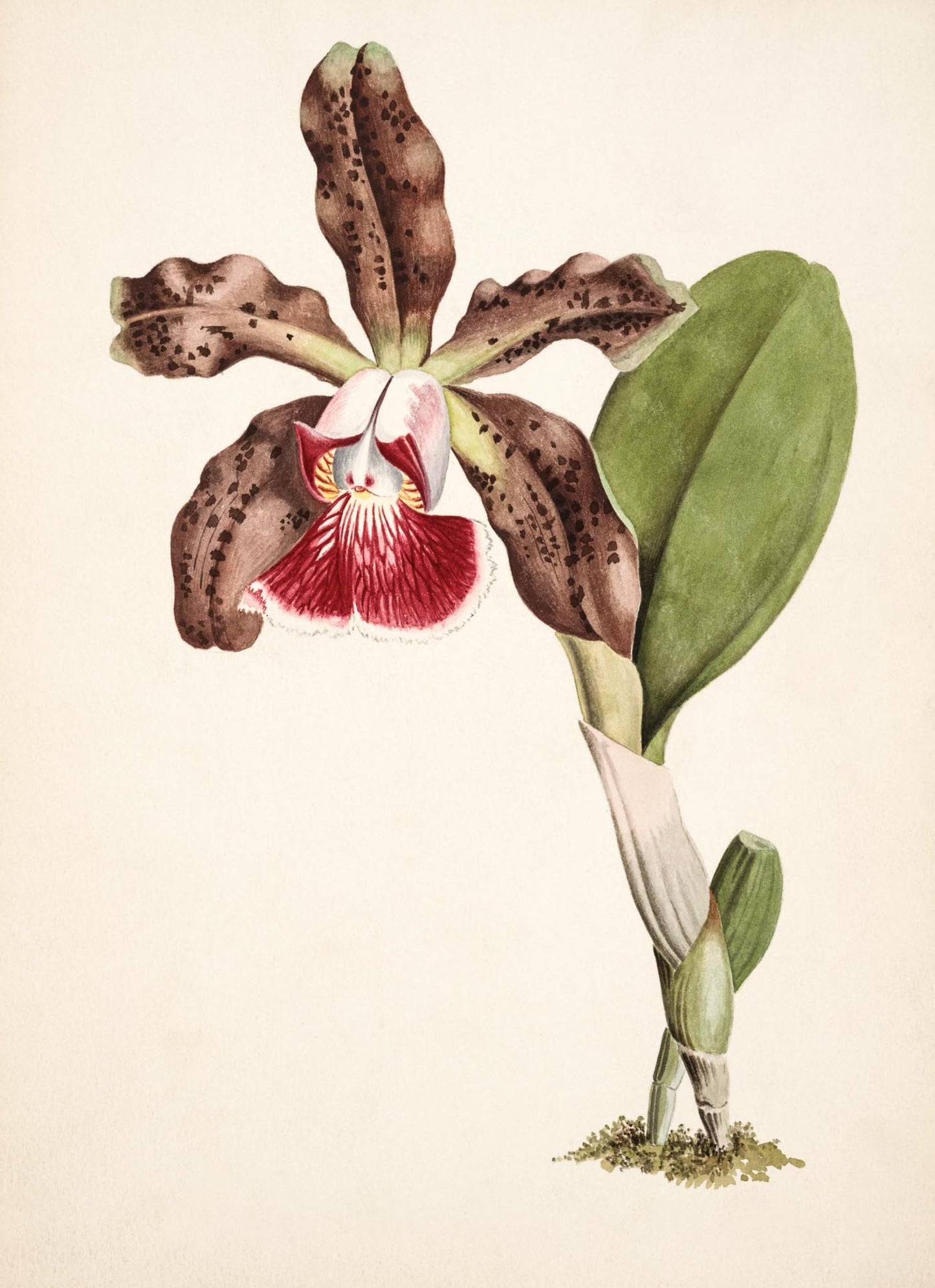 Cattleya Schilleriana (Brasilien)