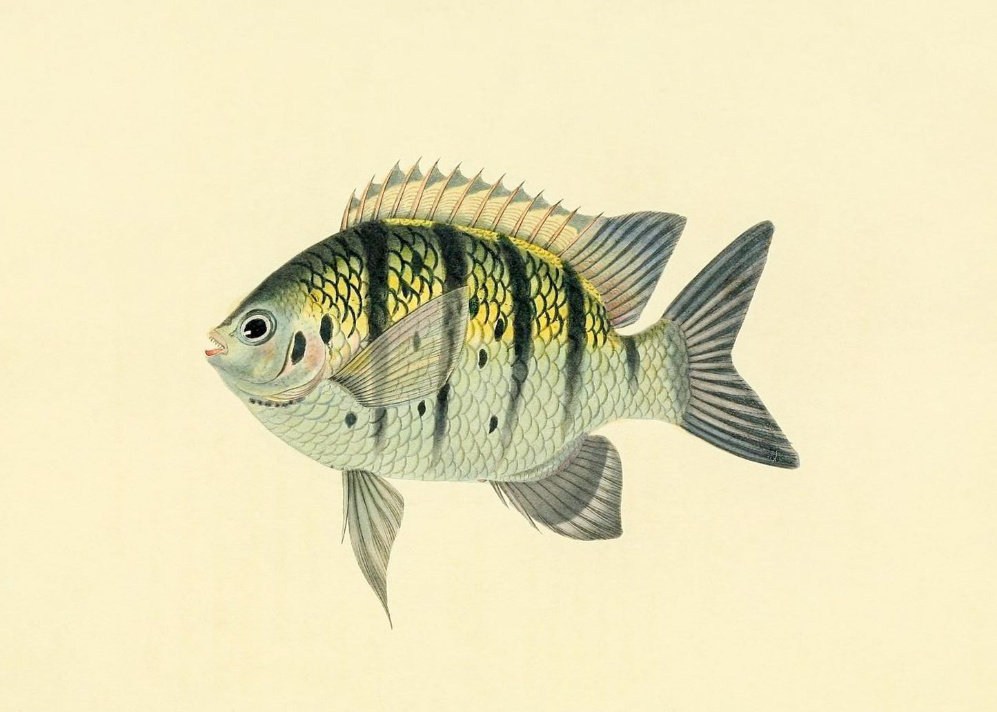 Chaetodon Tyrwhitti