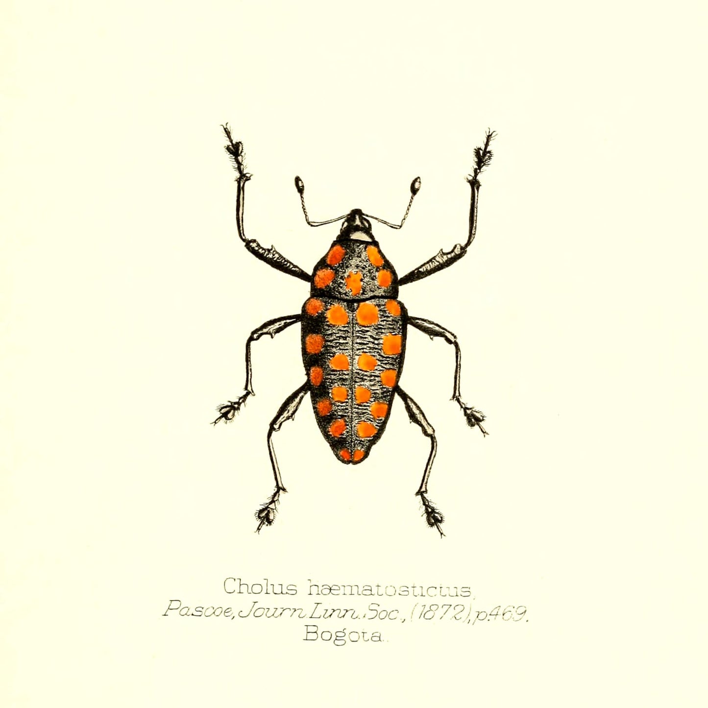 Cholus Haematostictus
