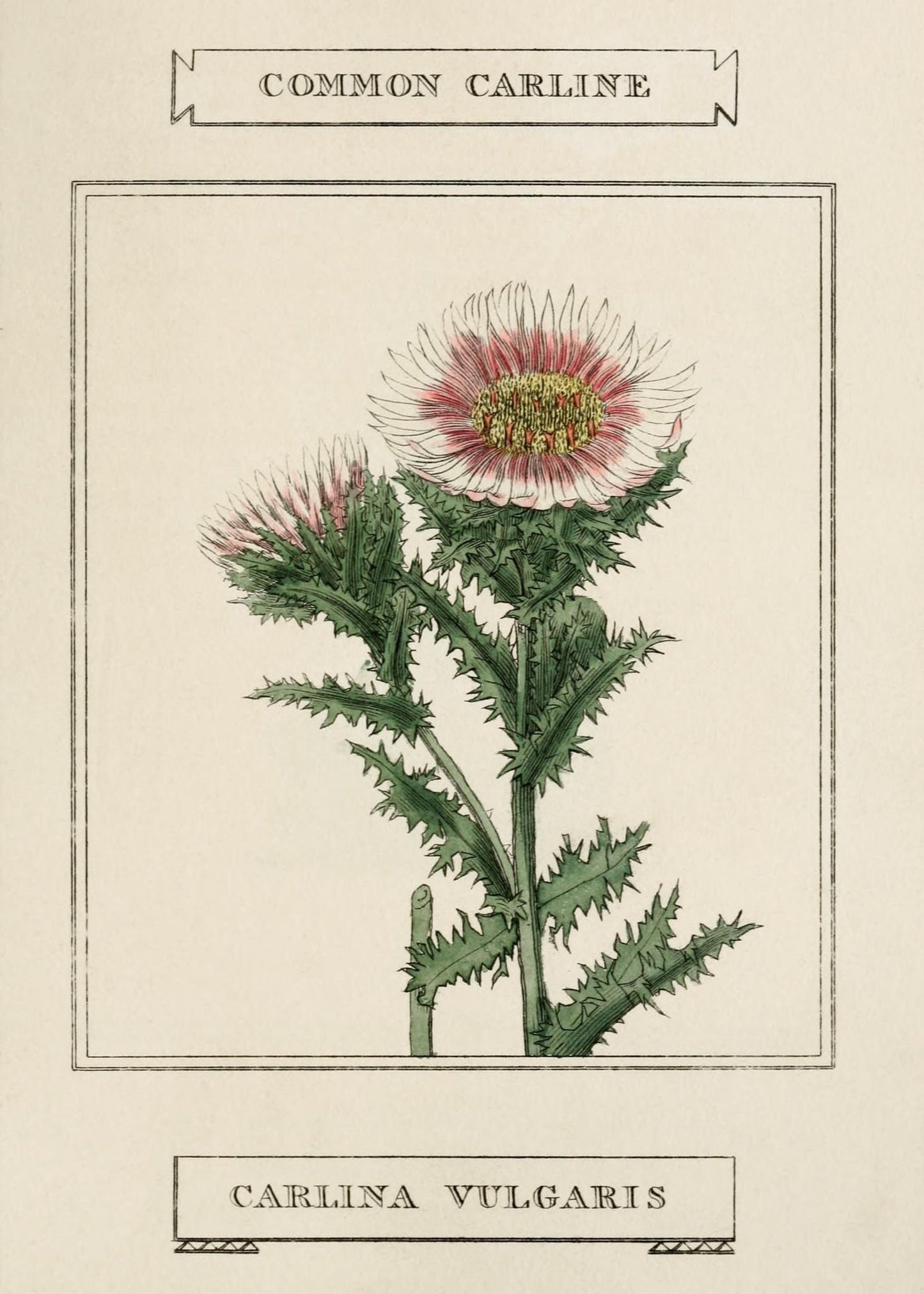 Common Carline