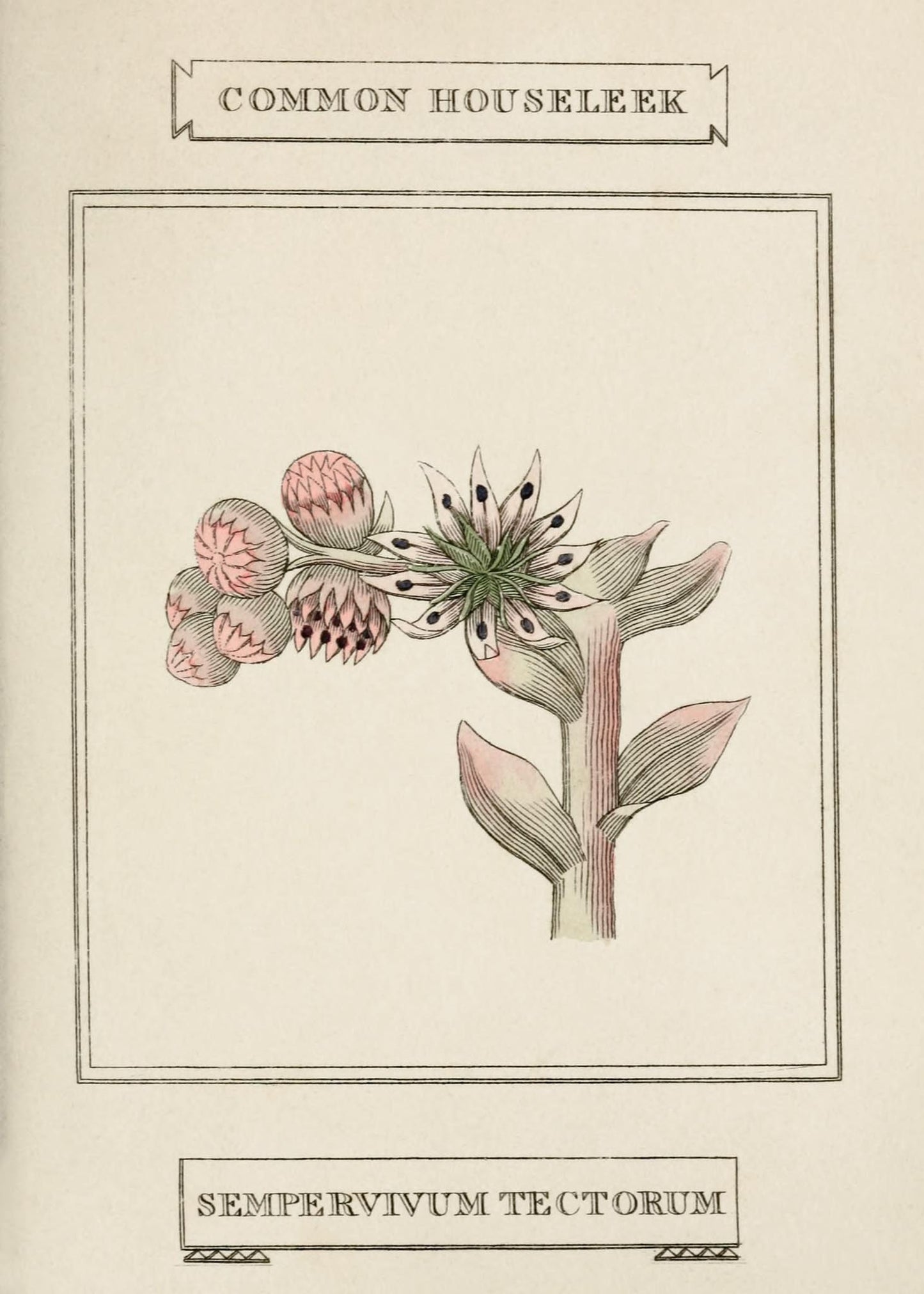 Common Houseleek