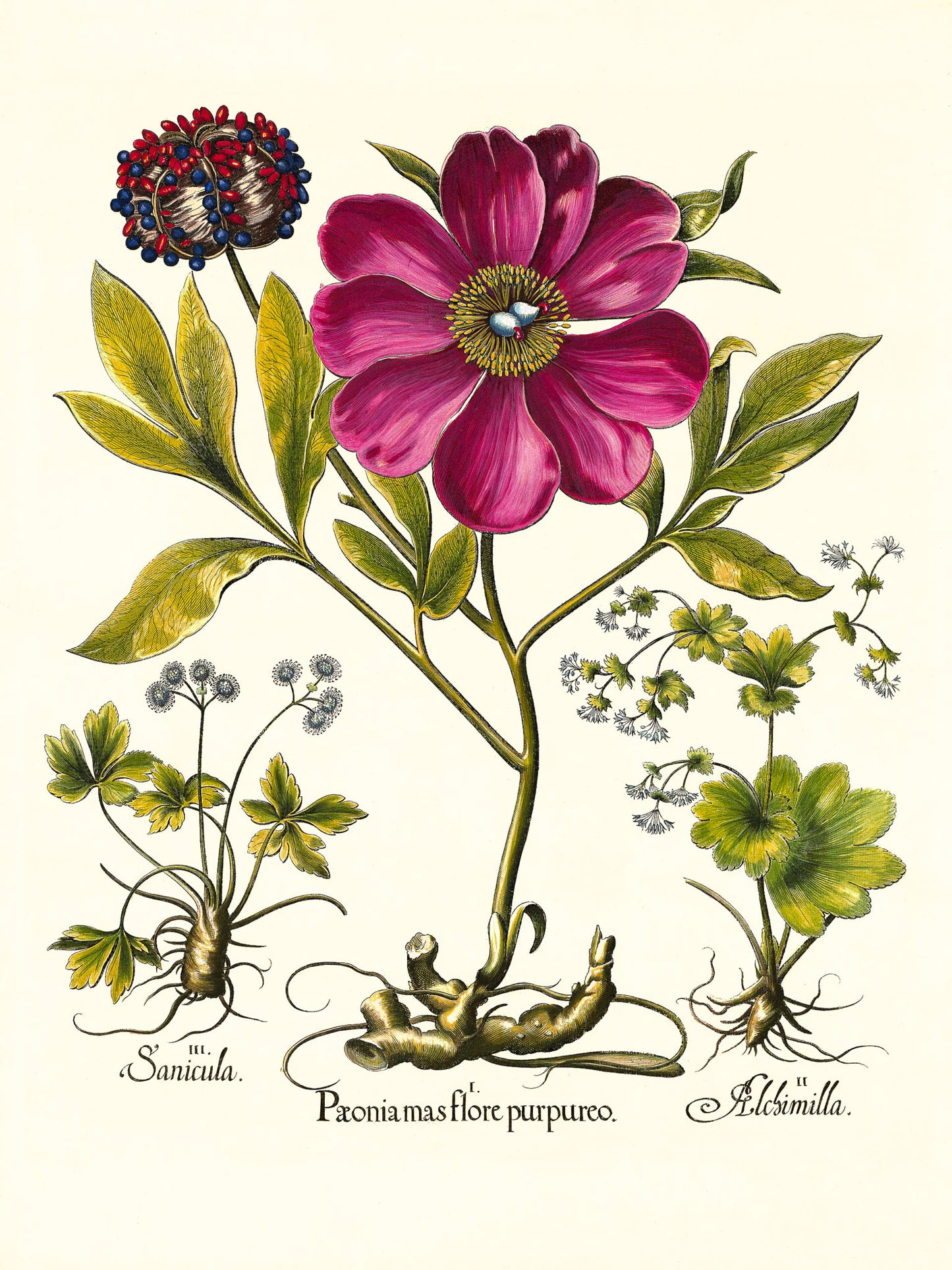 Corallina peony, Lady’s-mantle, Sanicle