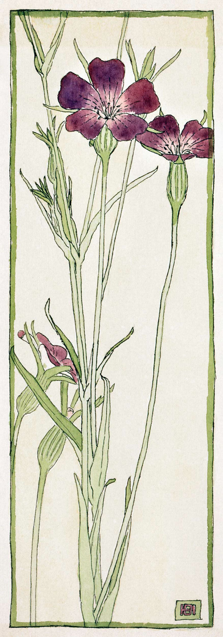 Corn Cockle