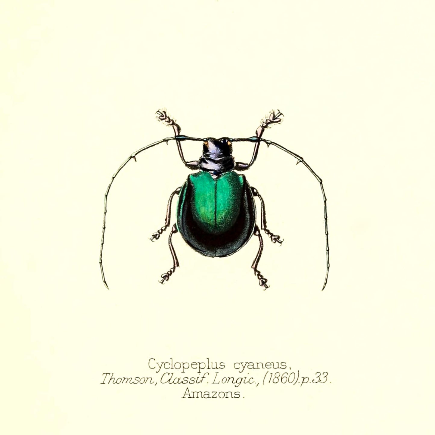Cyclopeplus Cyaneus