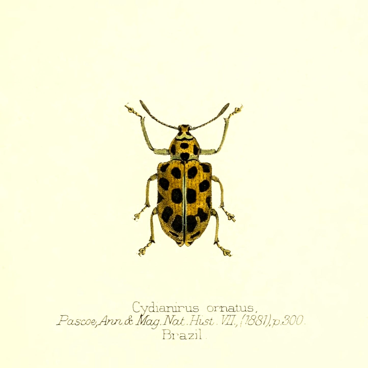 Cydianirus Ornatus