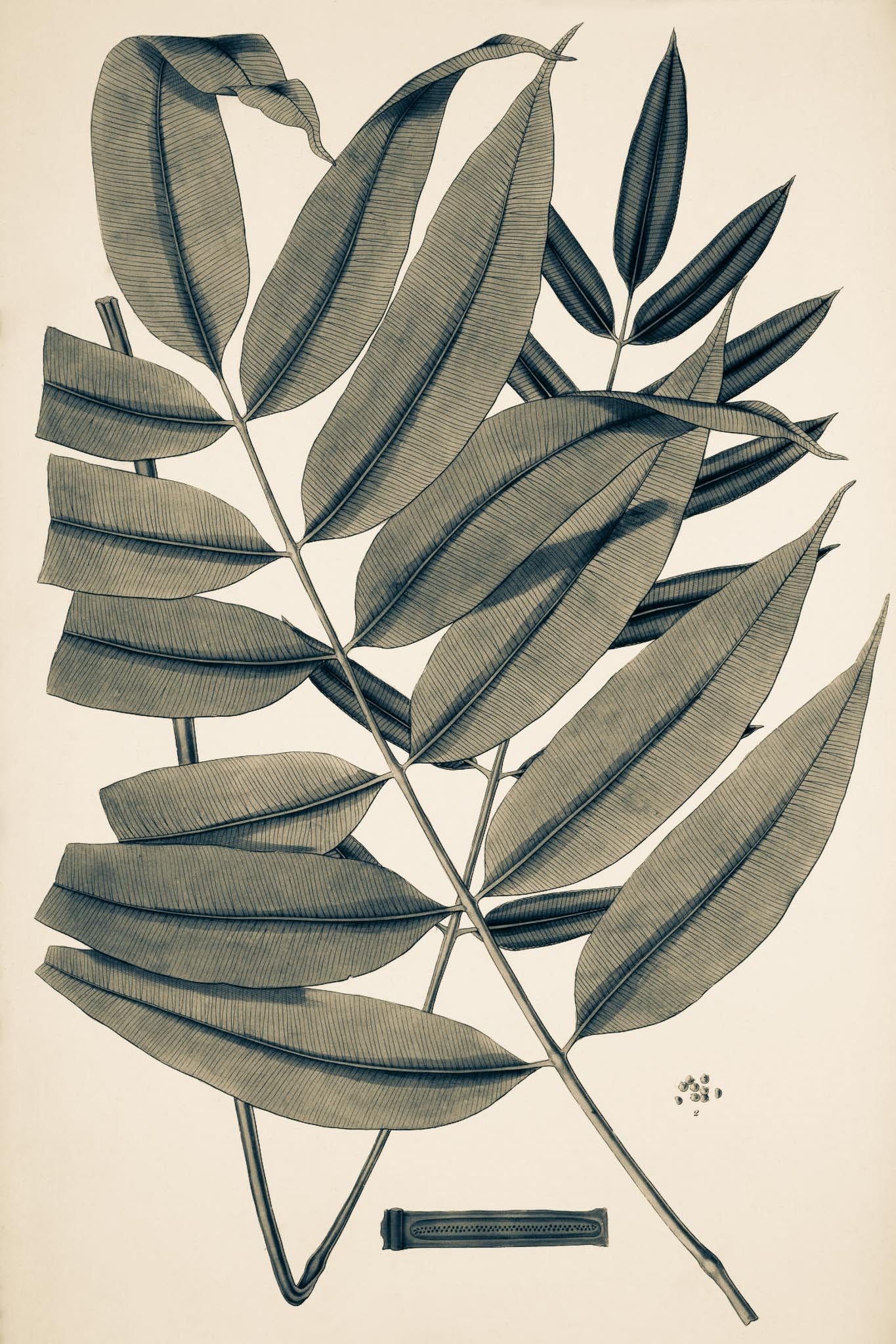 Danaea Nodosa