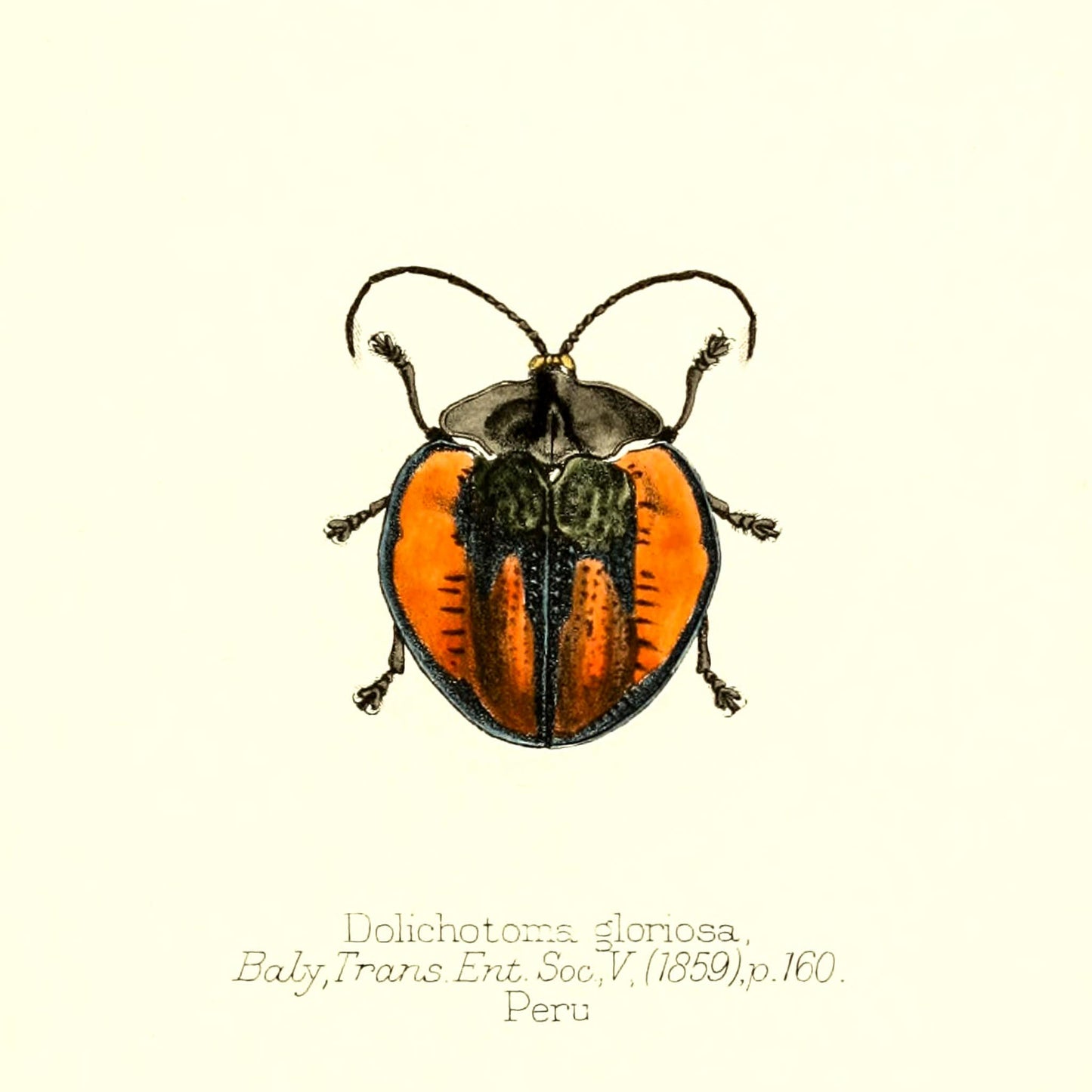 Dolichotoma Gloriosa