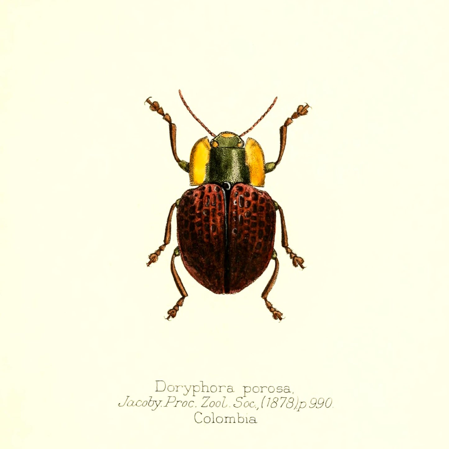 Doryphora Porosa