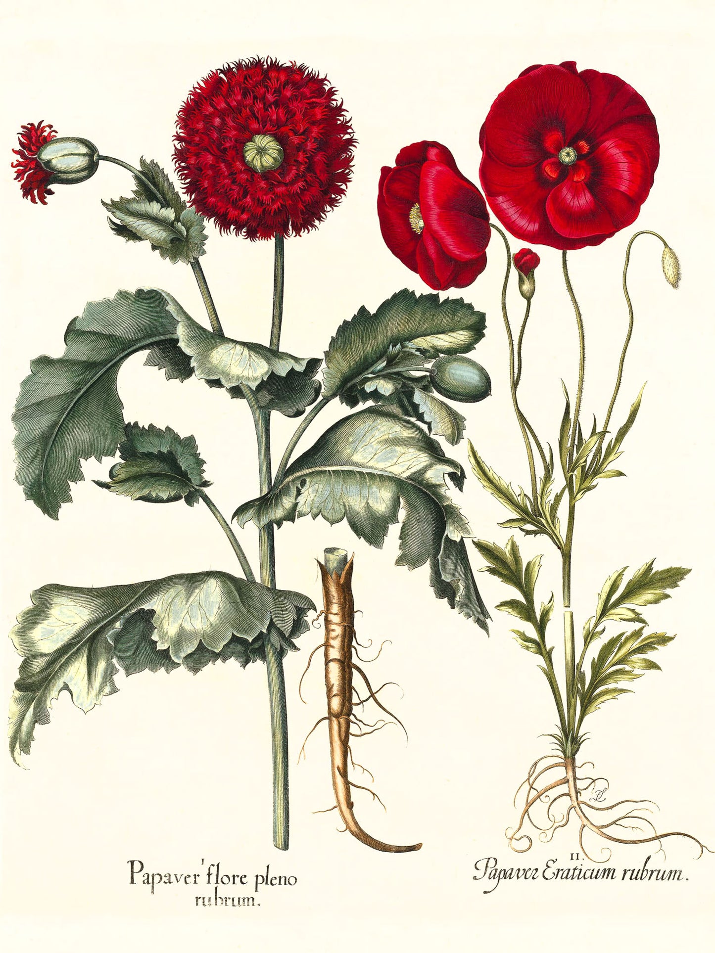 Double-flowered red garden poppy, Corn poppy