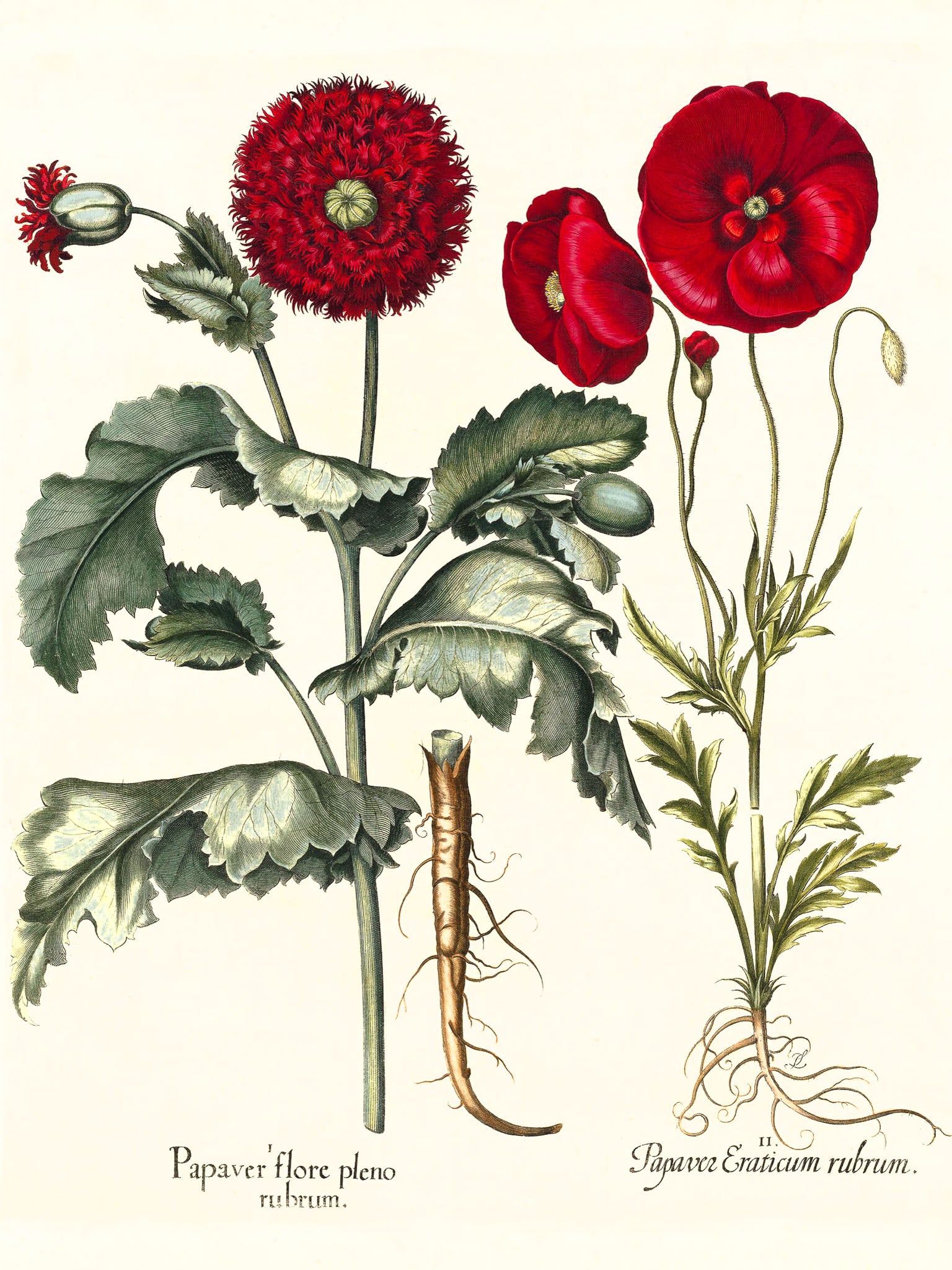 Double-flowered red garden poppy, Corn poppy