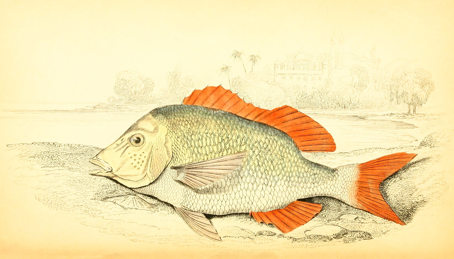 Edible Lethrynus