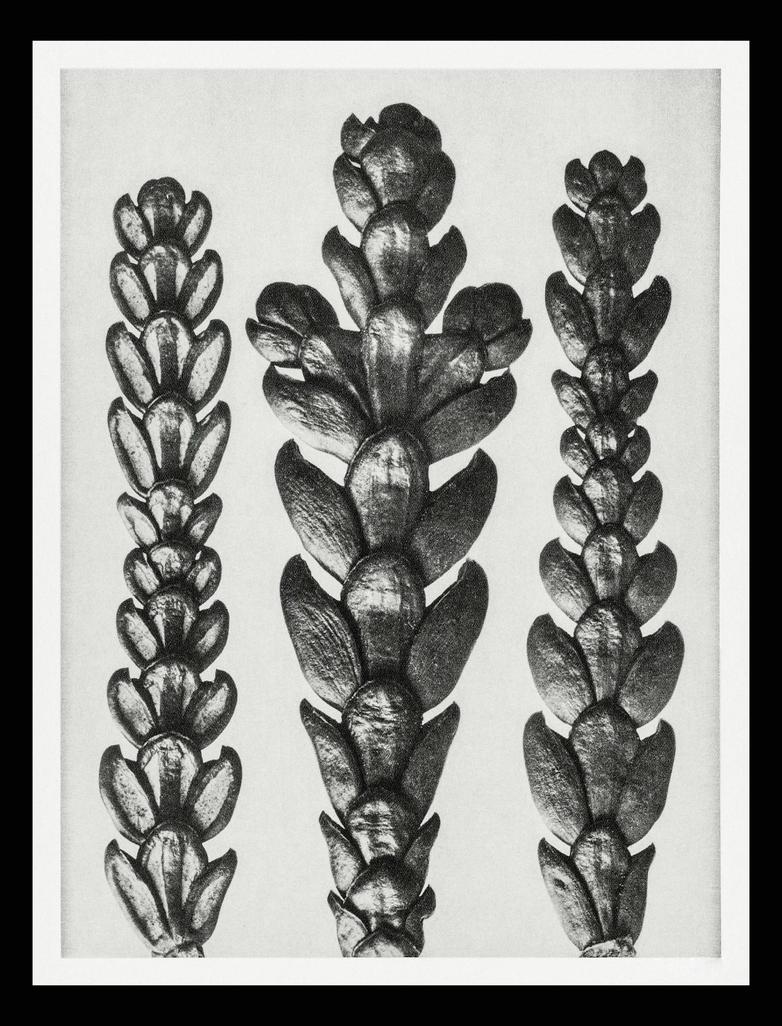 Ends of Thujopsis Dolabrata Branch (Hatchet Leaved Arbor Vitae)