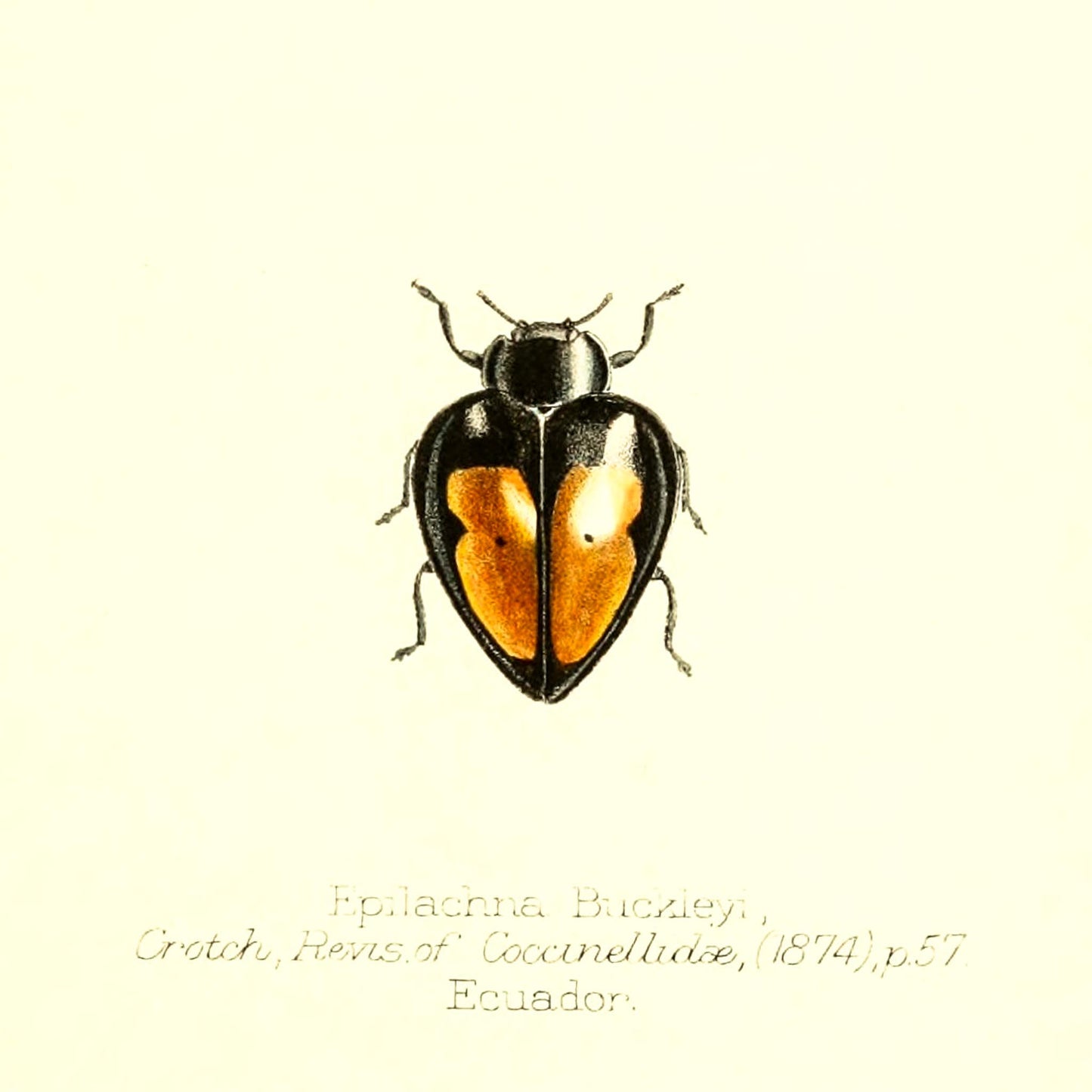 Epilachna Buckleyi