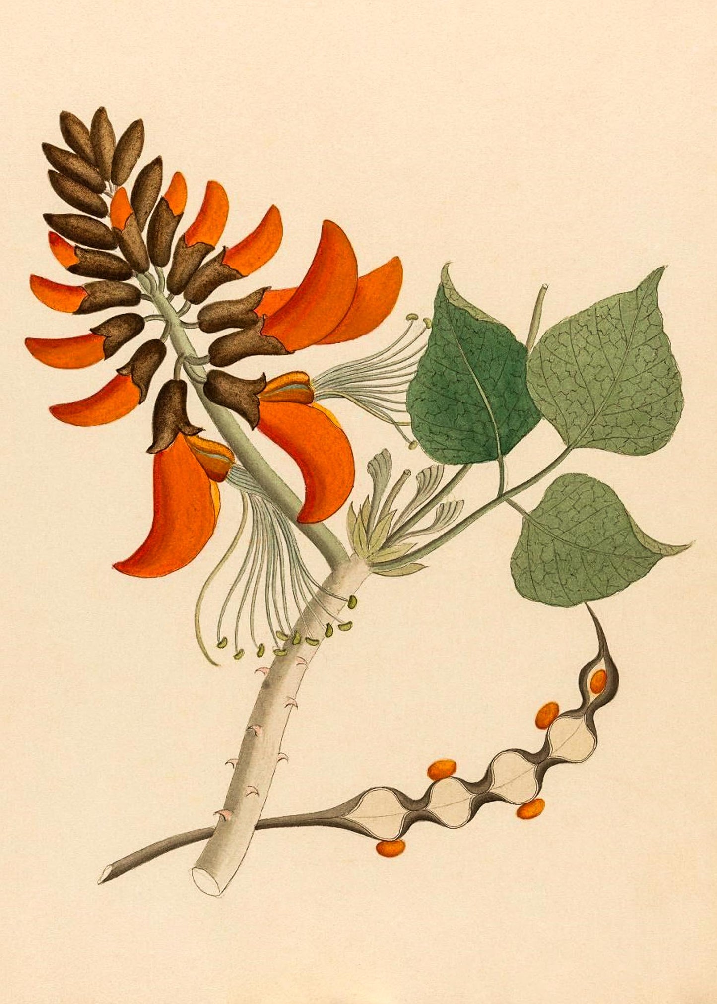 Erythrina Caffra