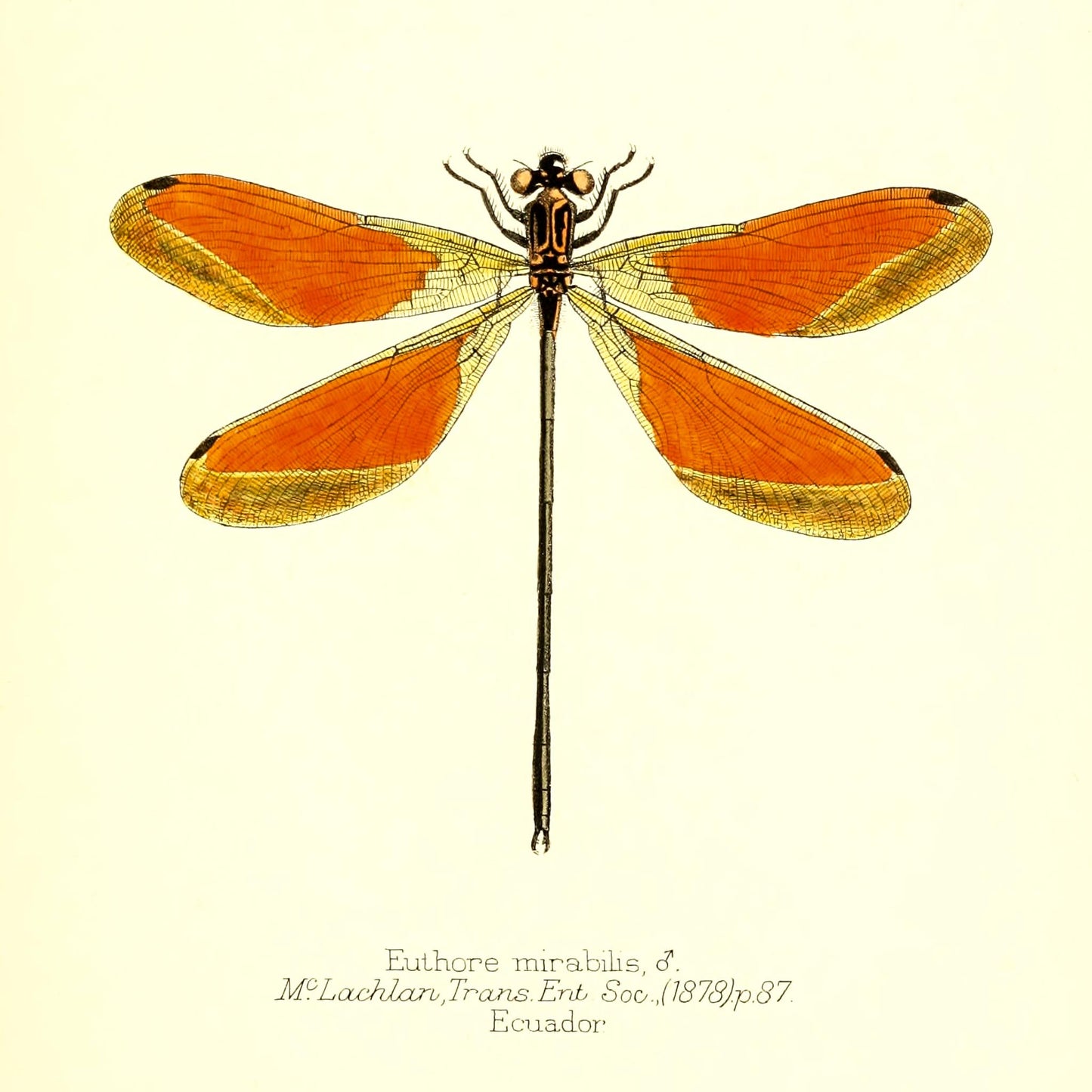 Euthore Mirabilis (male)