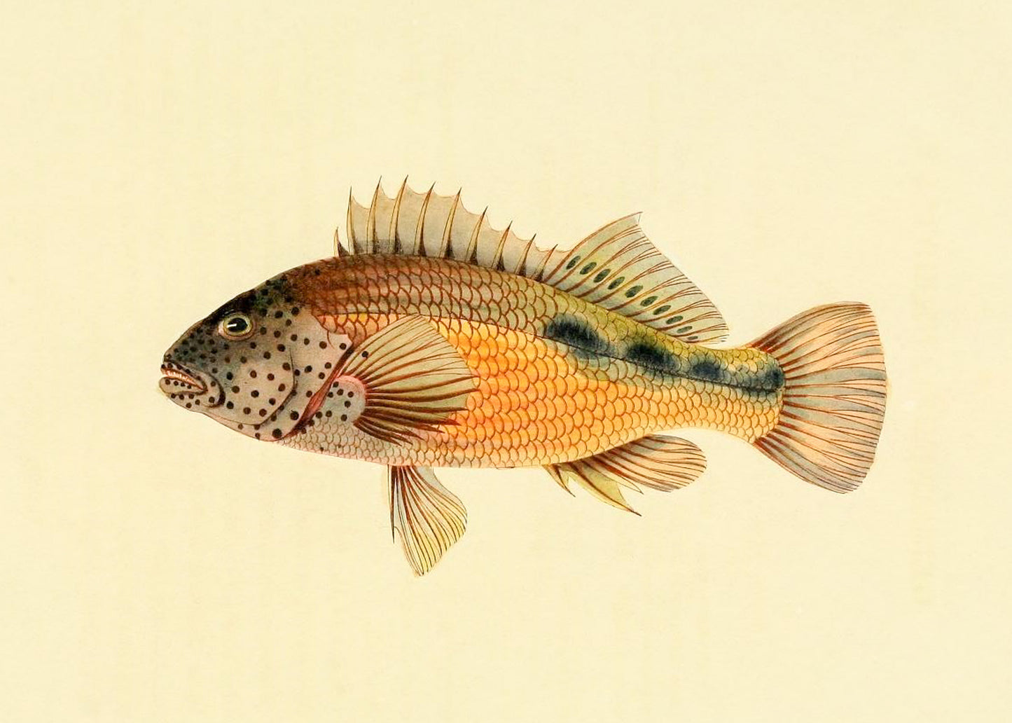 Gerranus Tankervillae