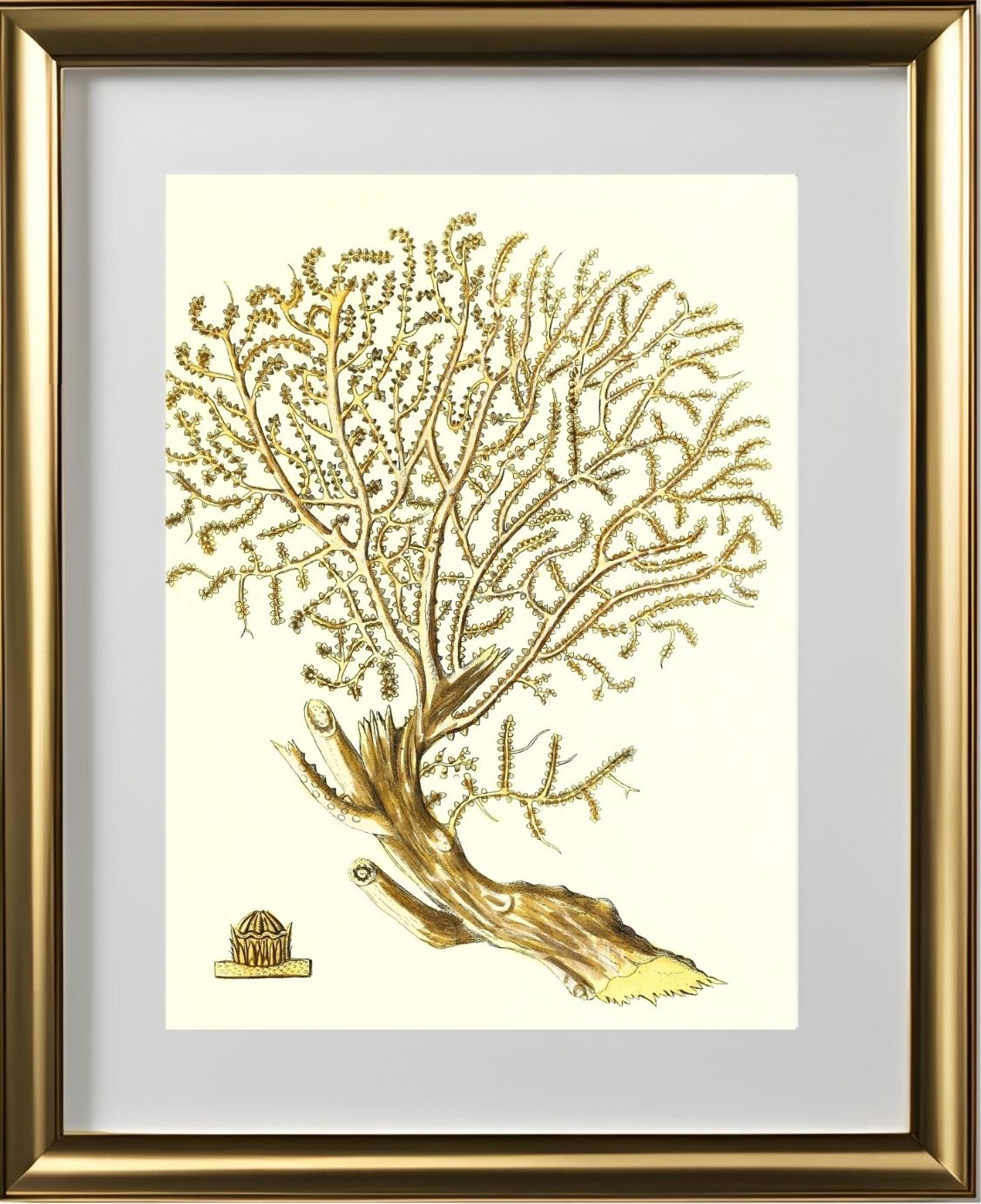 Gorgonia placomus 2