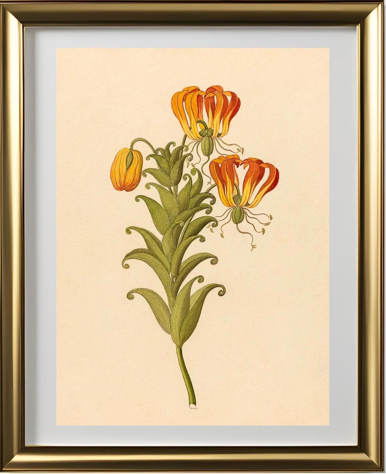 Gloriosa (Gloriosa Superba)