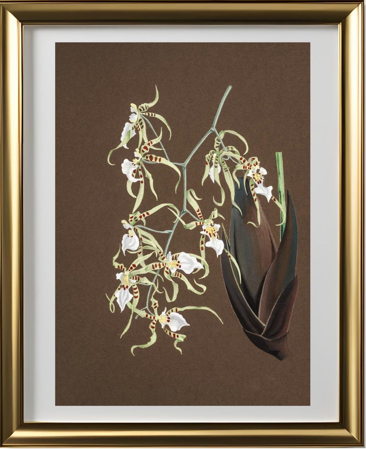 Oncidium Phymatochylum