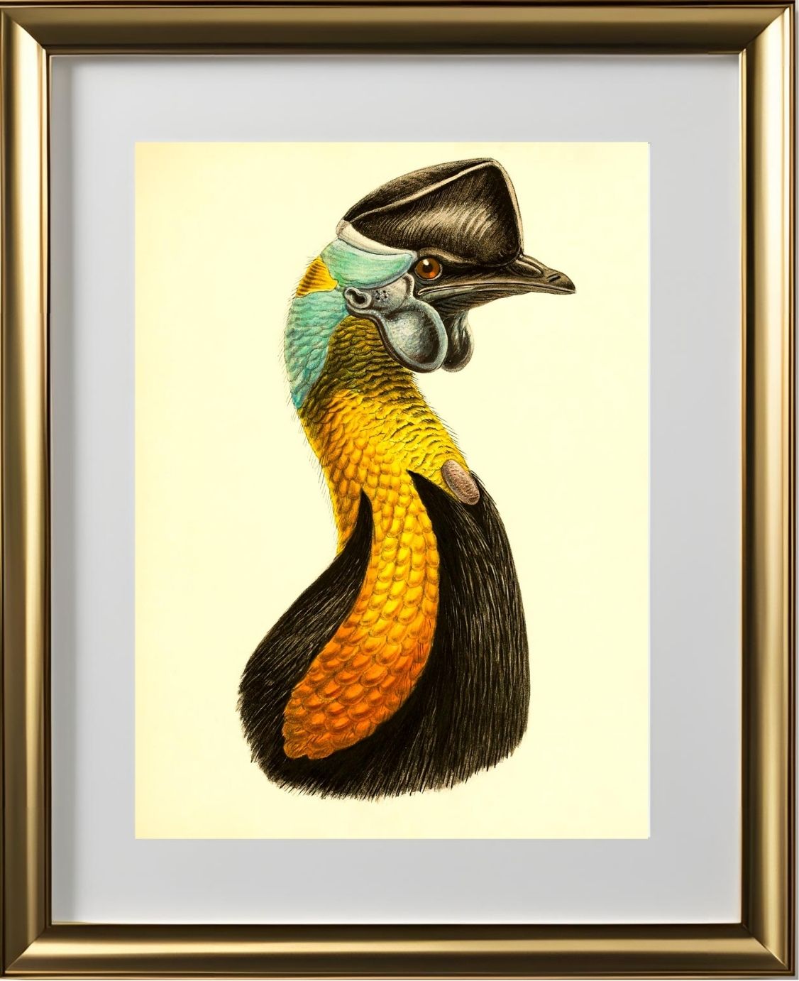 Casuarius Uniappendiculatus
