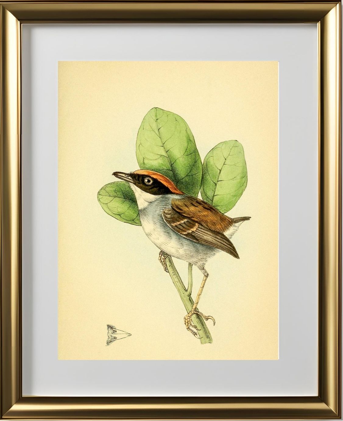Rufous Crowned Flatbill Male
