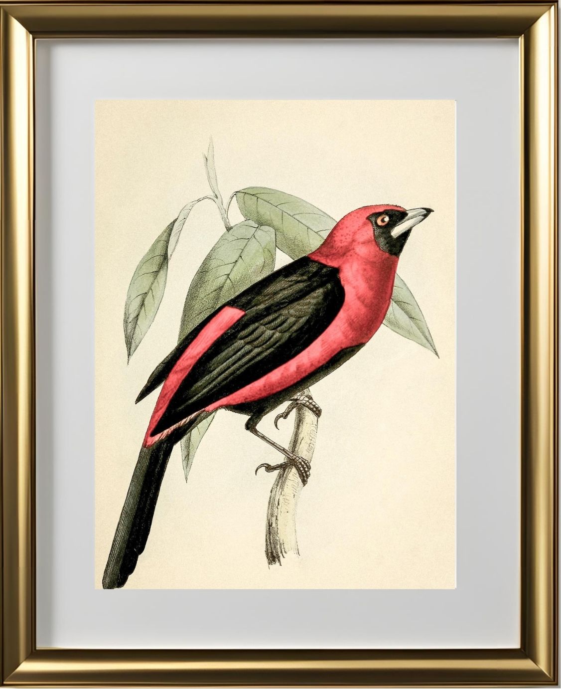 Black-Masked Tanager
