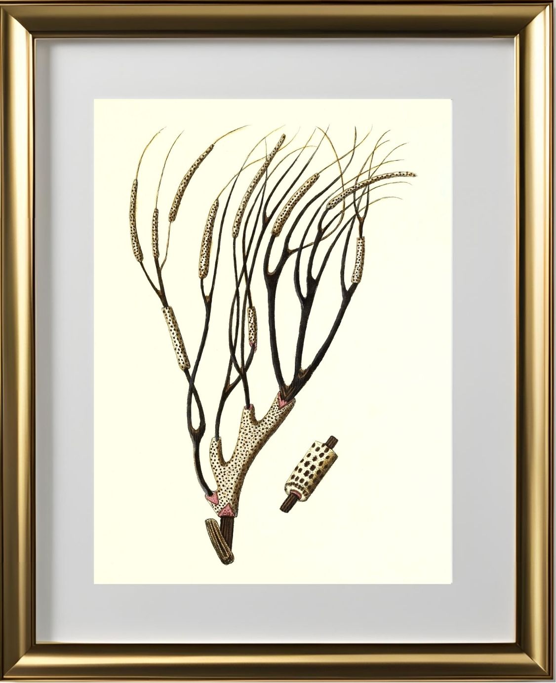 Gorgonia antipathes 2