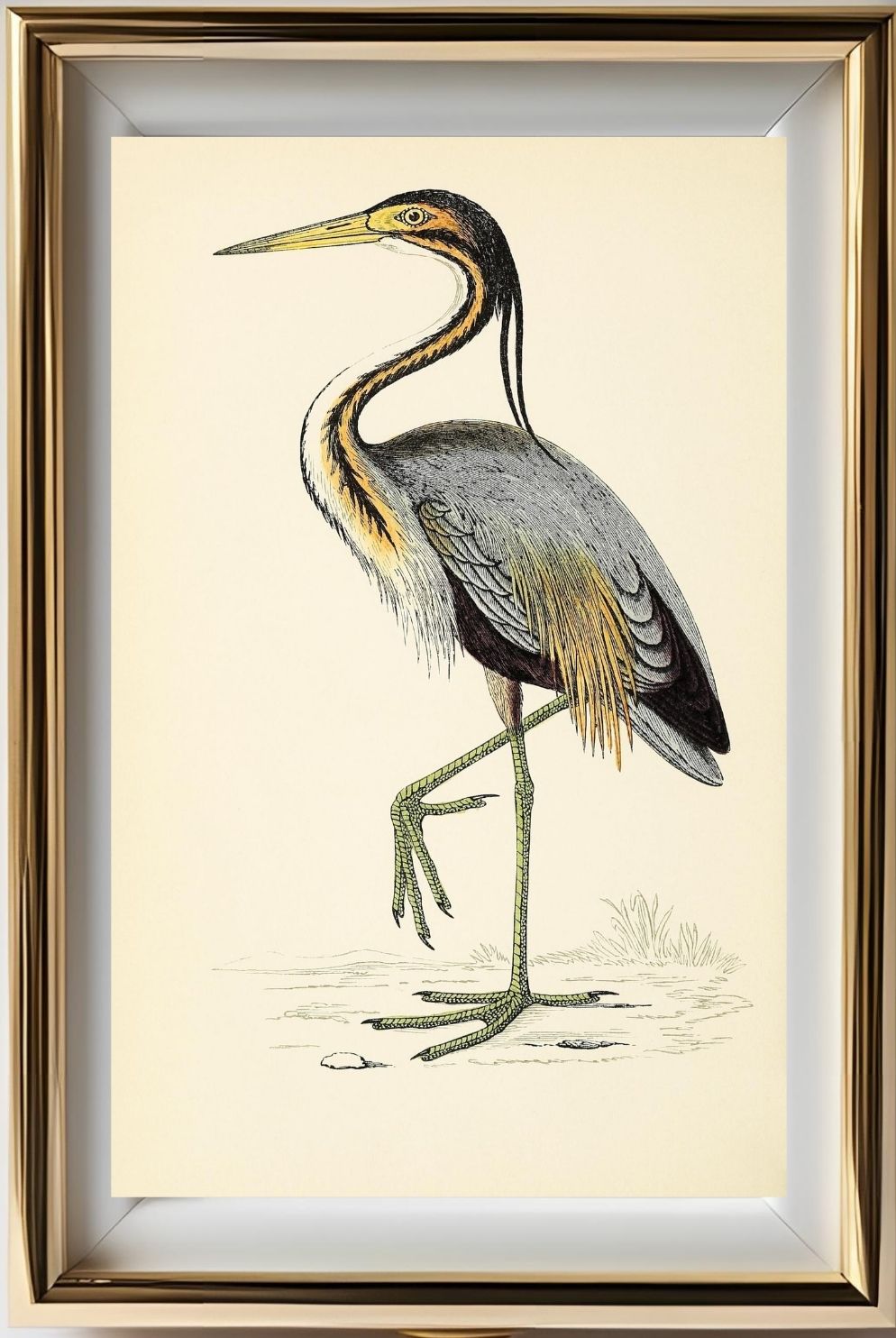 Purple Heron