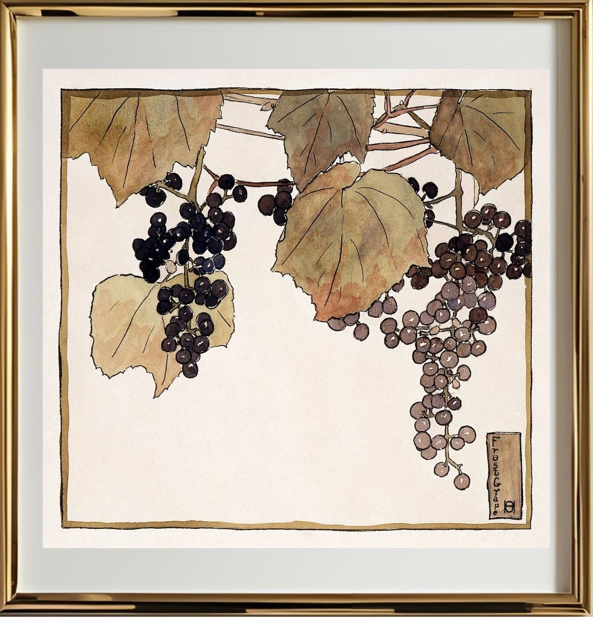 Frost Grape