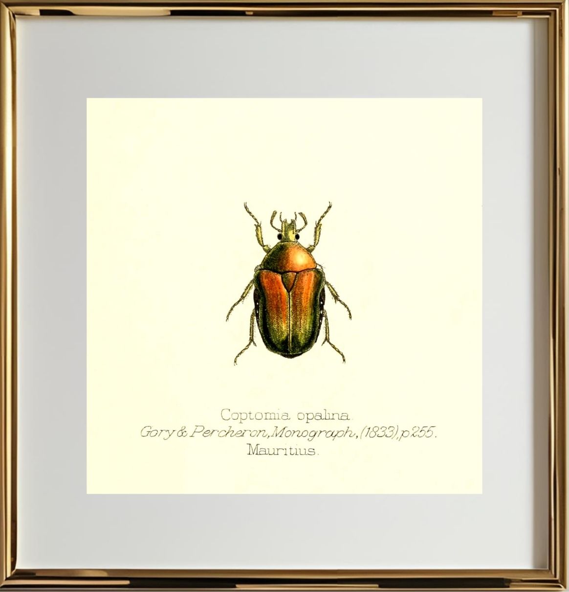 Coptomia Oplalina