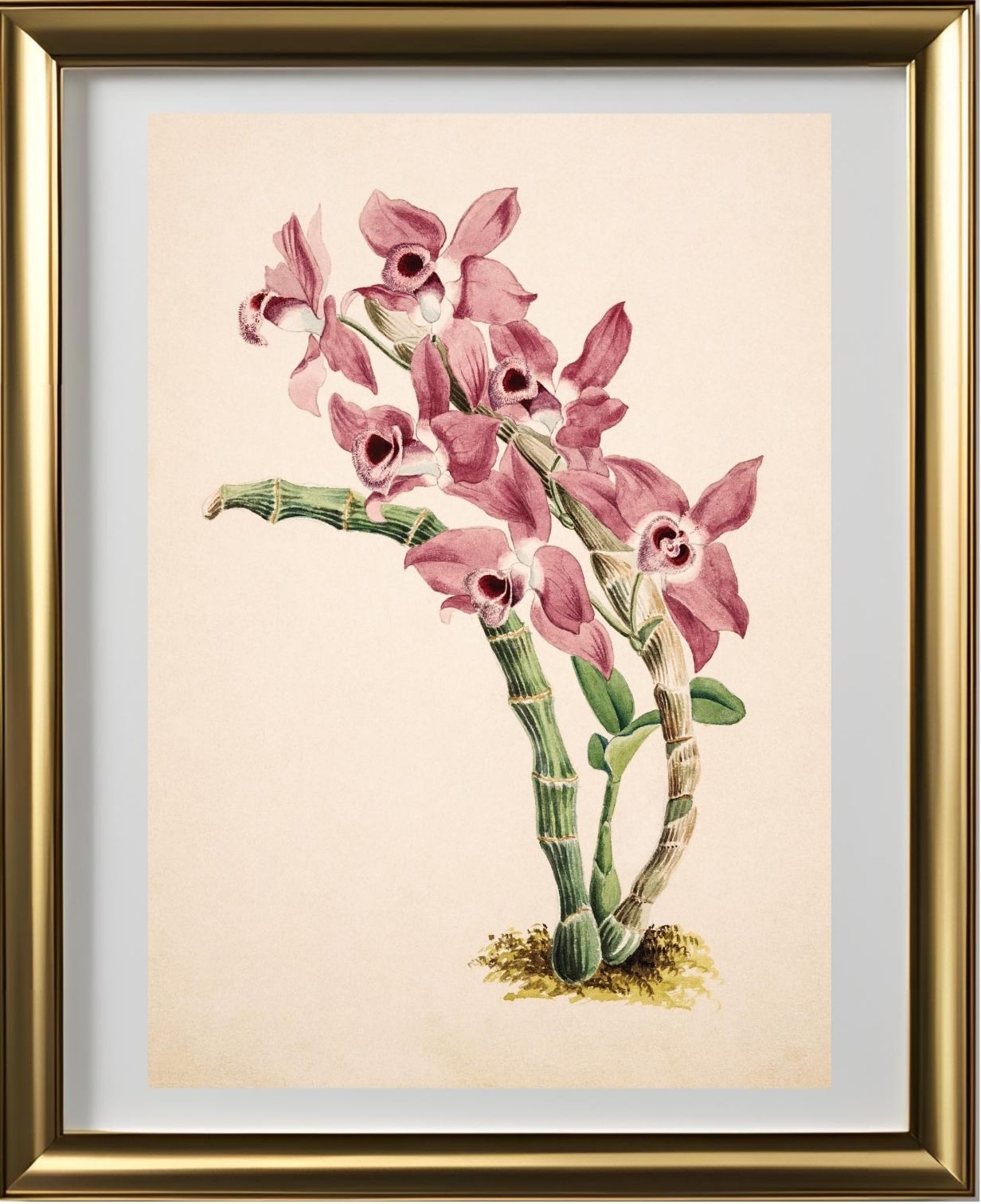 Dendrobium Parishii