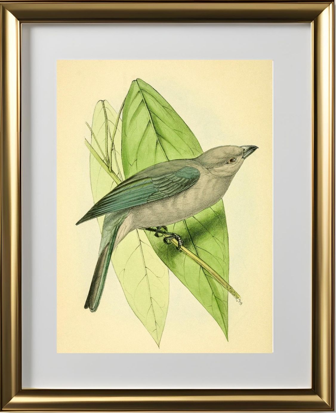 Blue-Grey Tanager