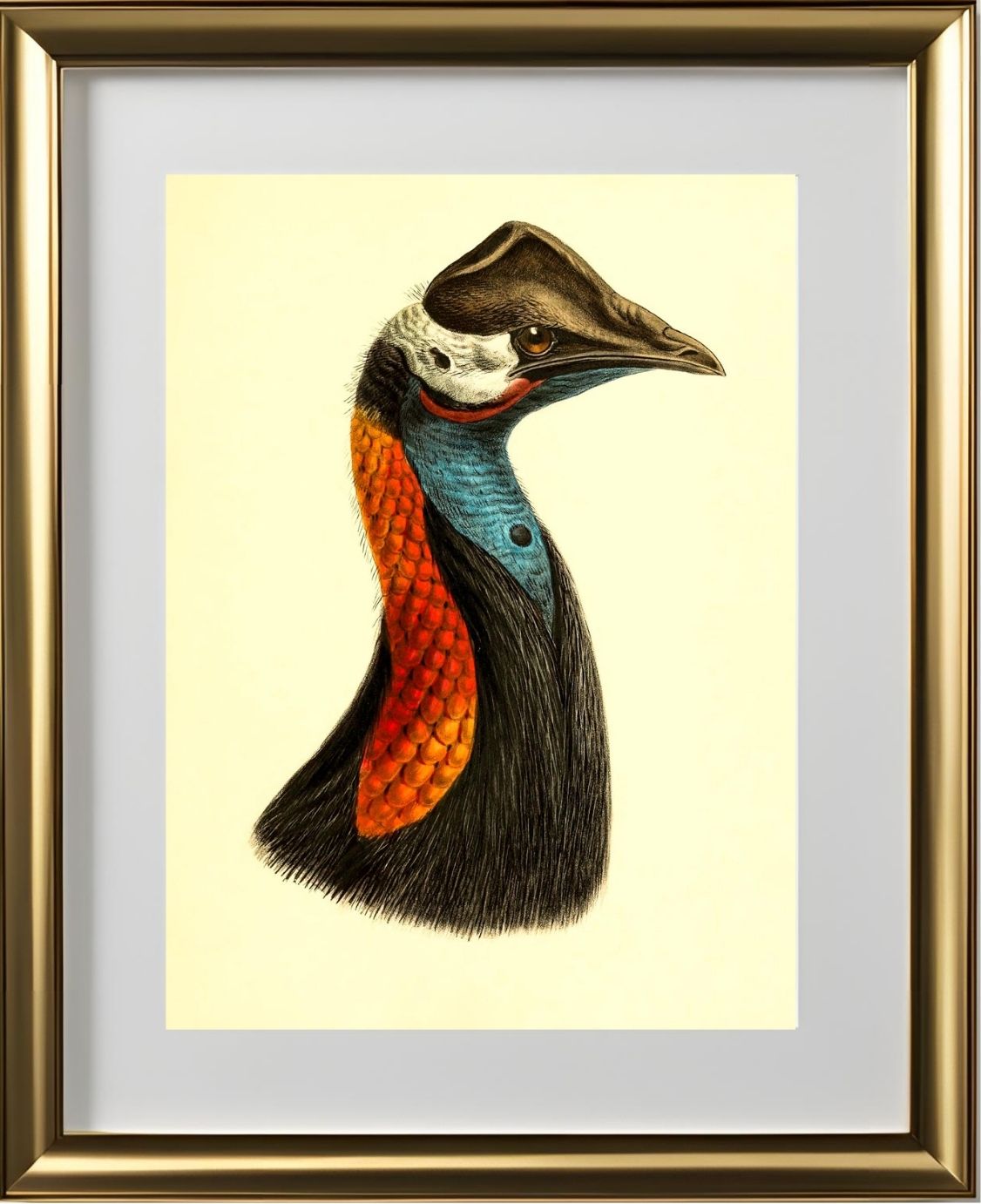 Casuarius Papuanus Edwardsi