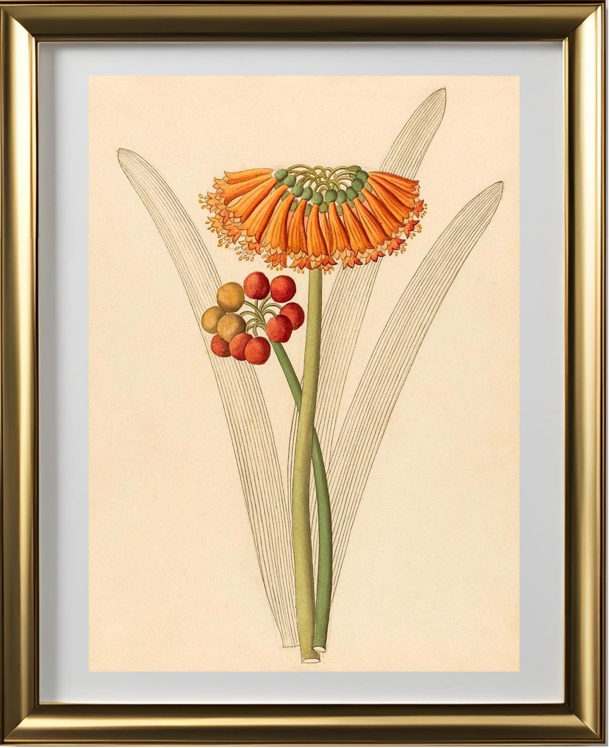Cyrtanthus (Clivia Nobilis)