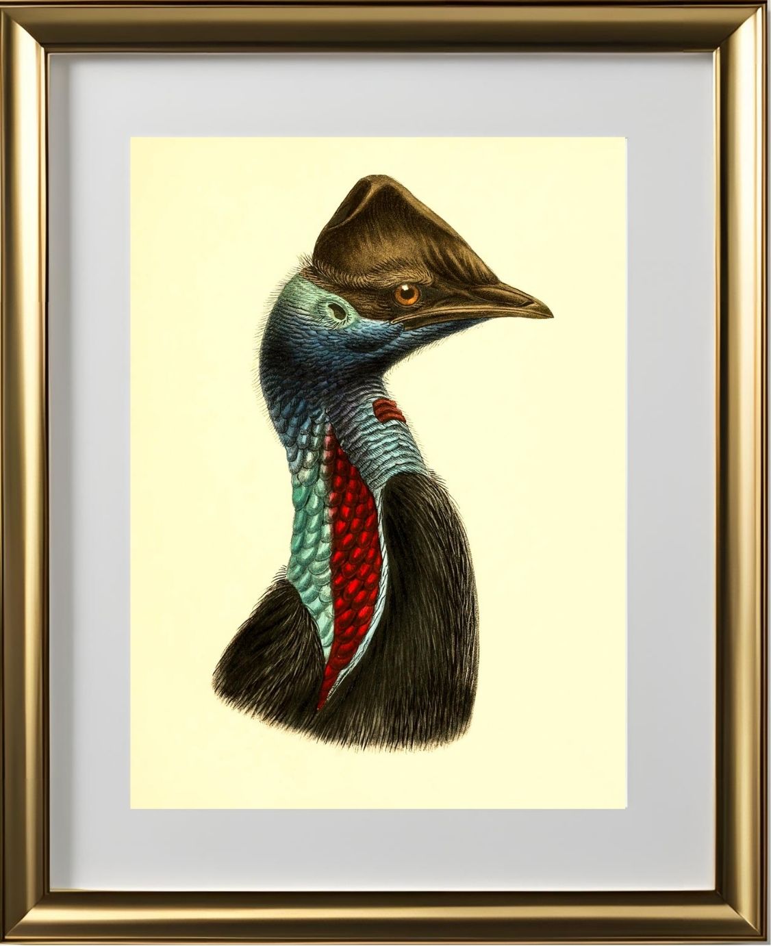 Casuarius Picticollis